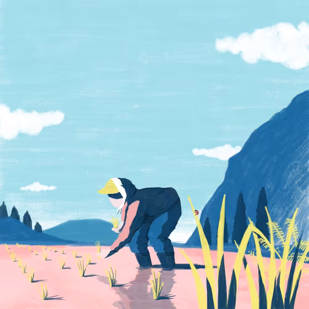 Rice planting