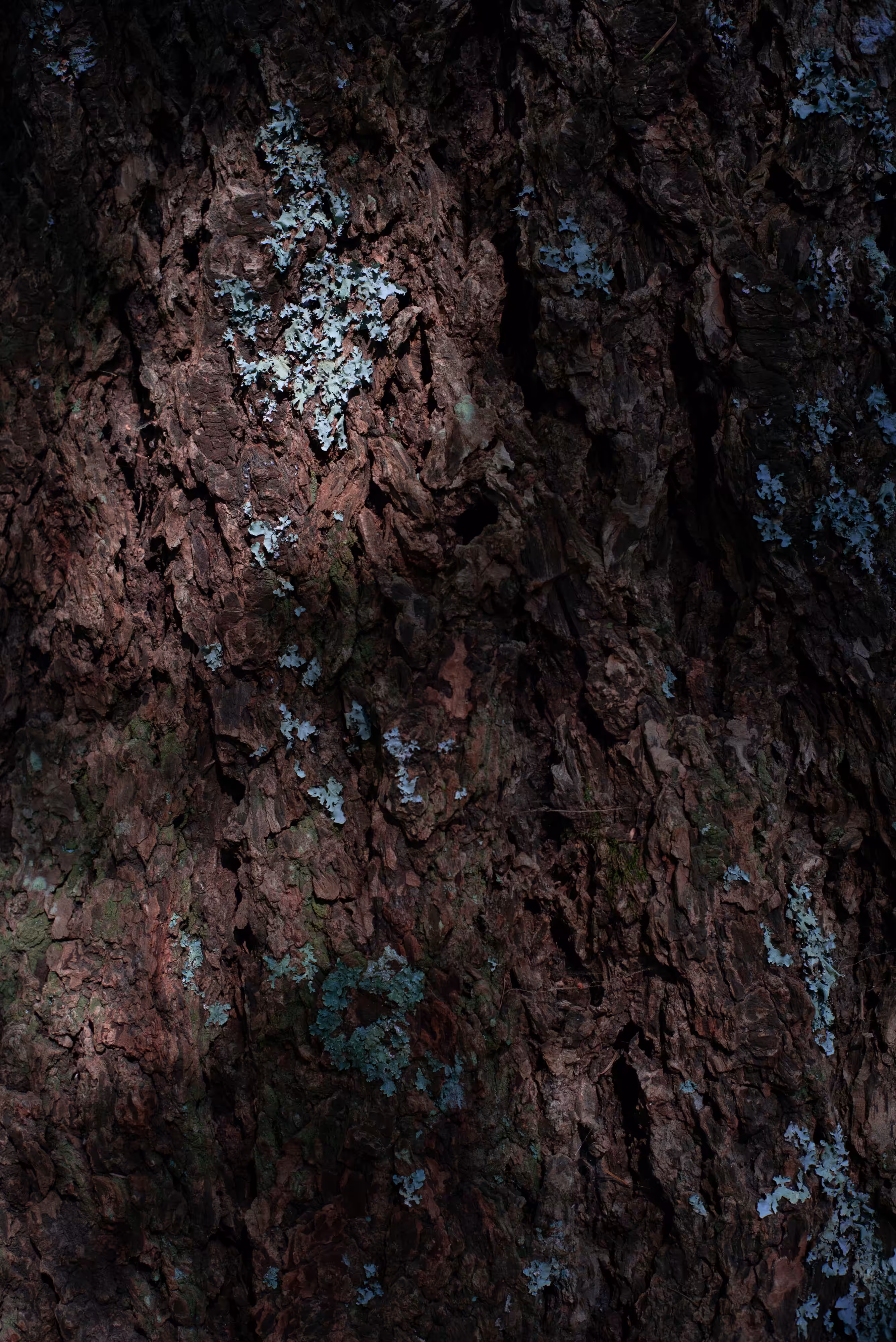 Poetree: The Heart of the Tree