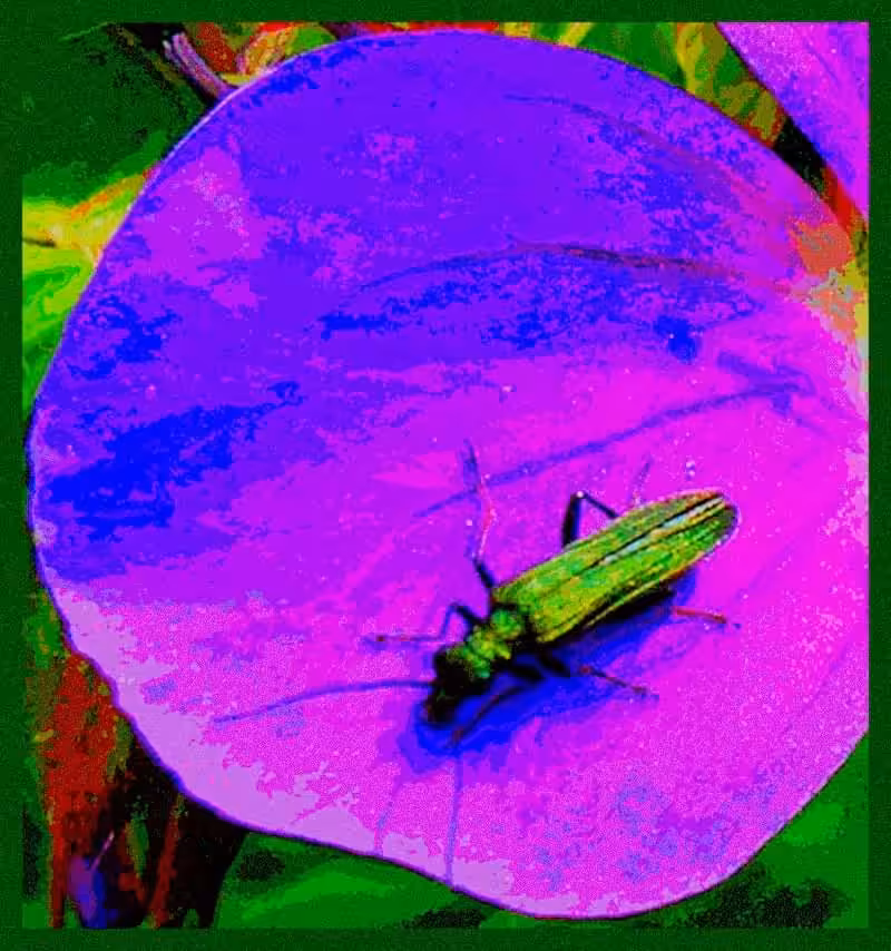 Beetle bp43d