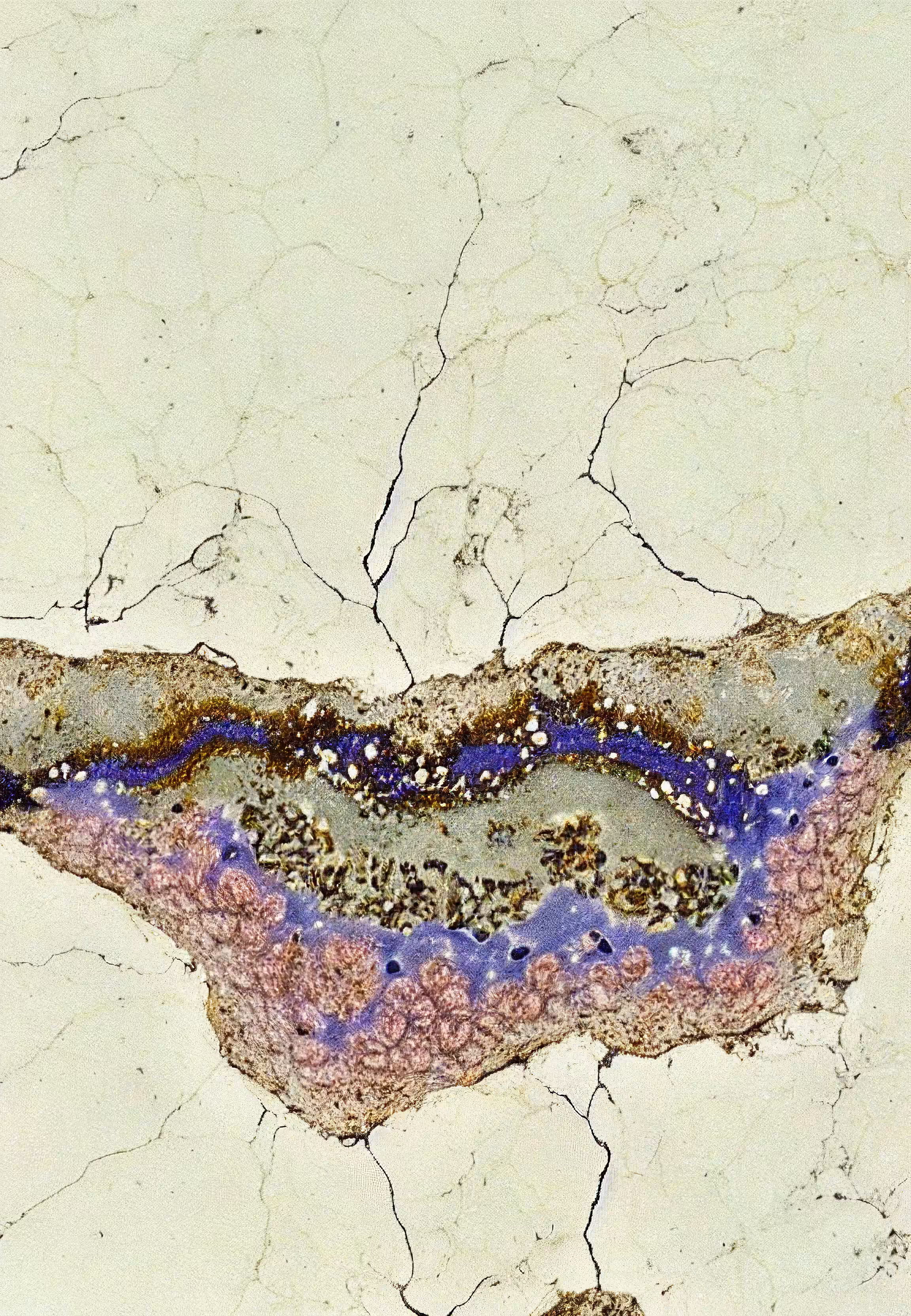 In Vivo, In Vitro, In Silico: Histologia In Silico #98