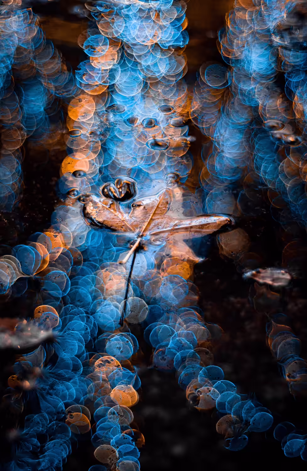 Leaf