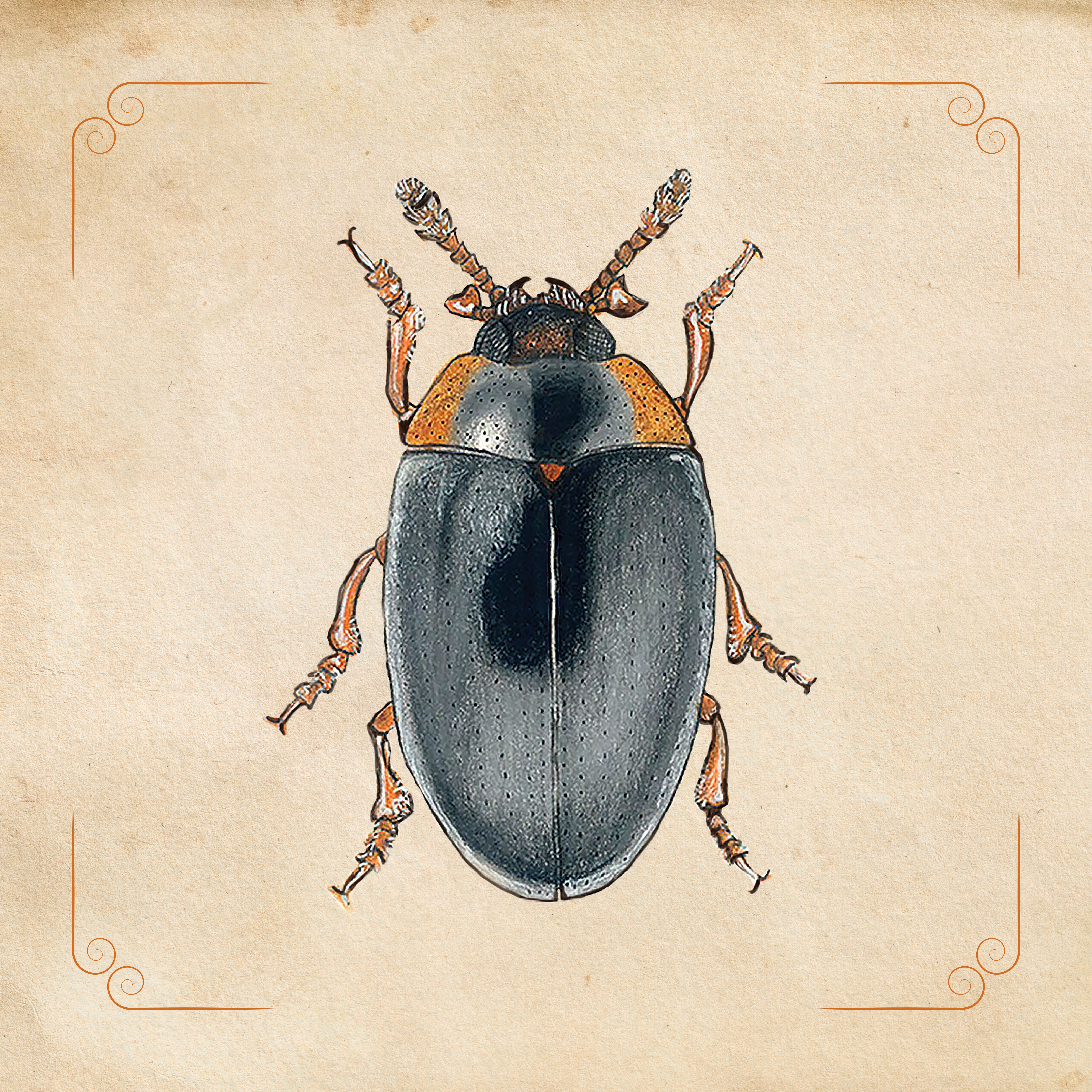 Erotylidae Beetle Family