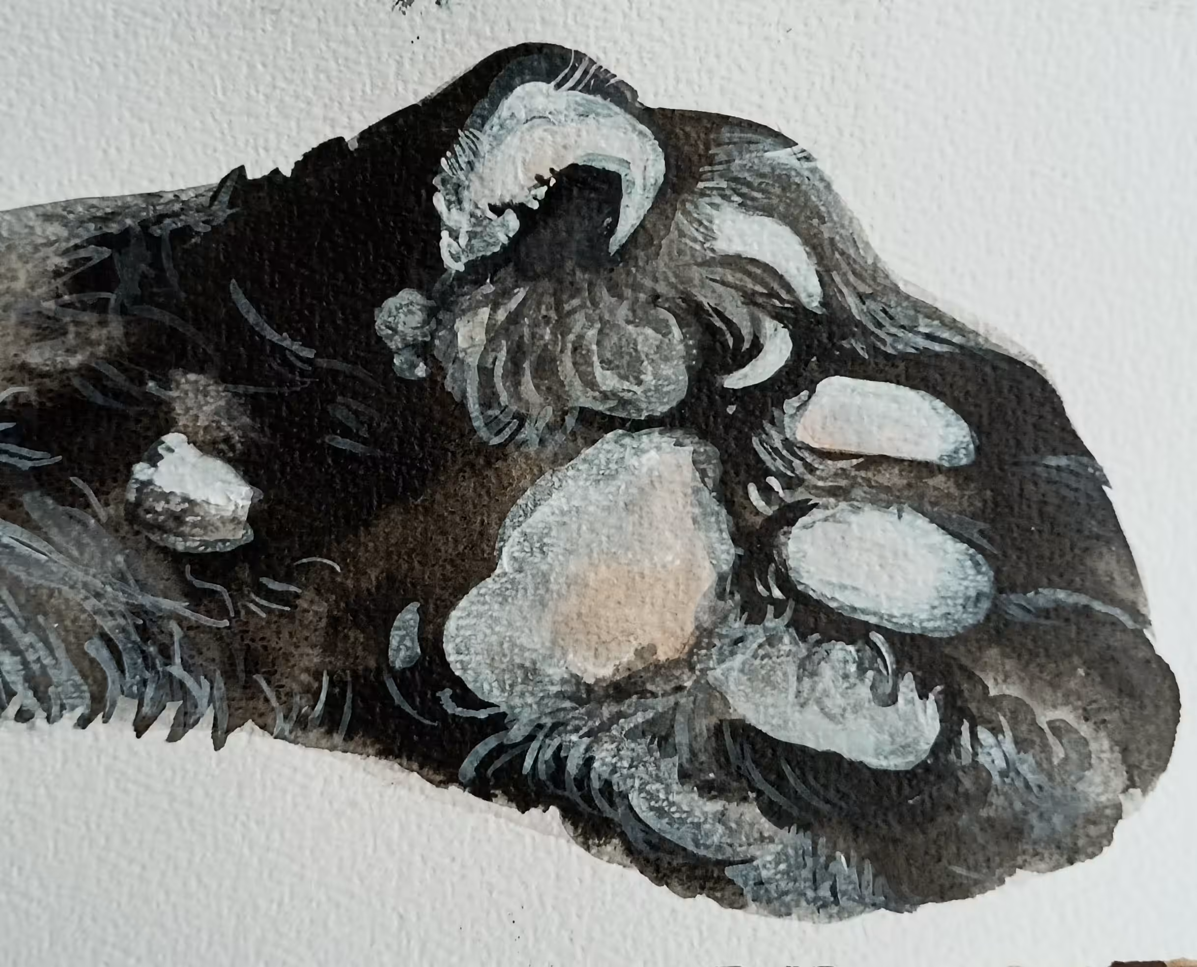 Six Toed Paw