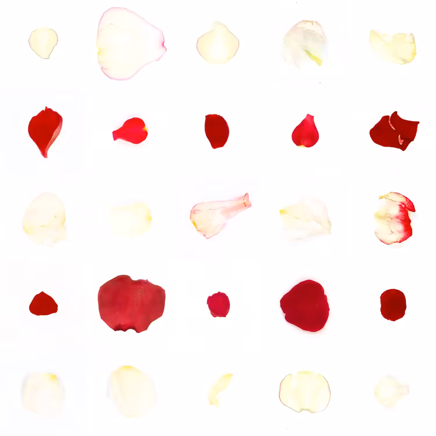 Infinite Petals 5x5#21924