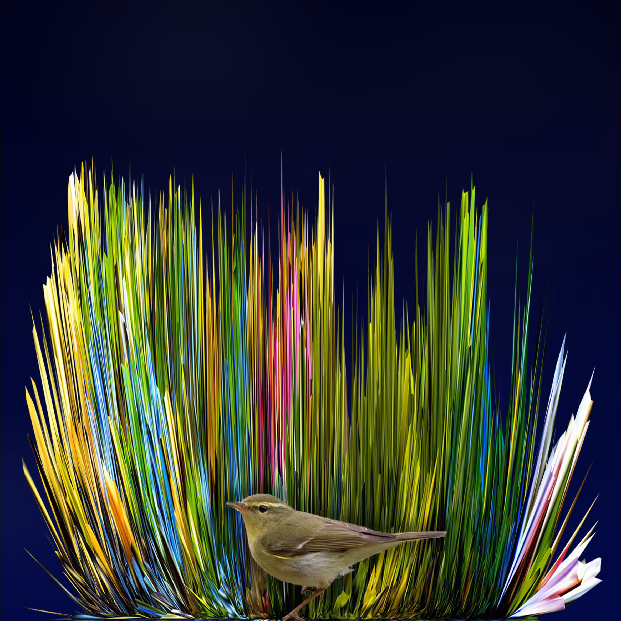 The Thorn Bird