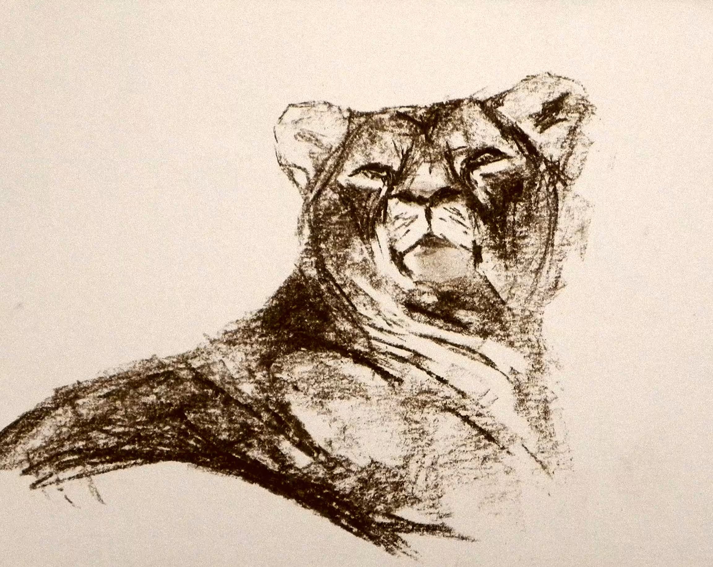 Lion