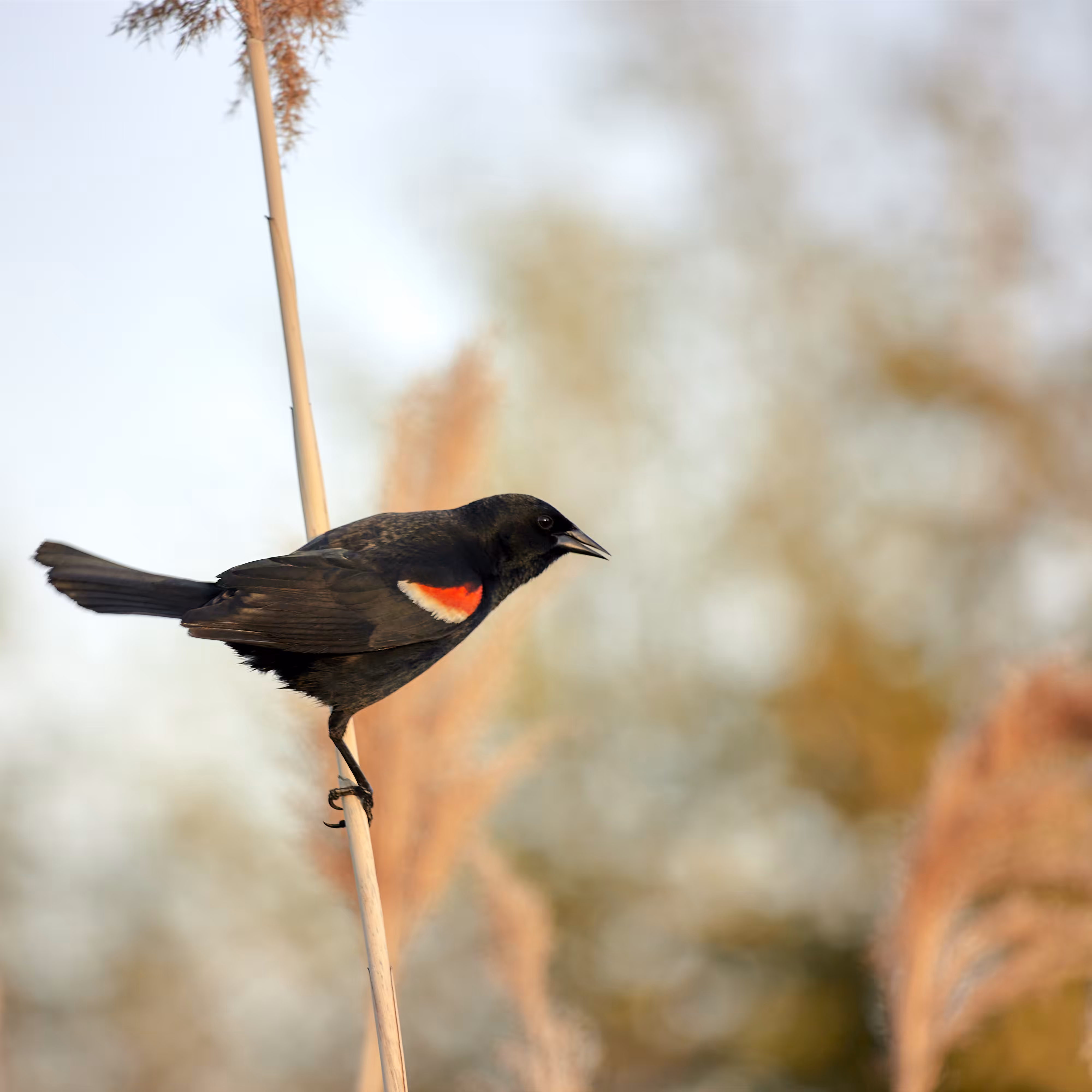 Blackbird in sunset