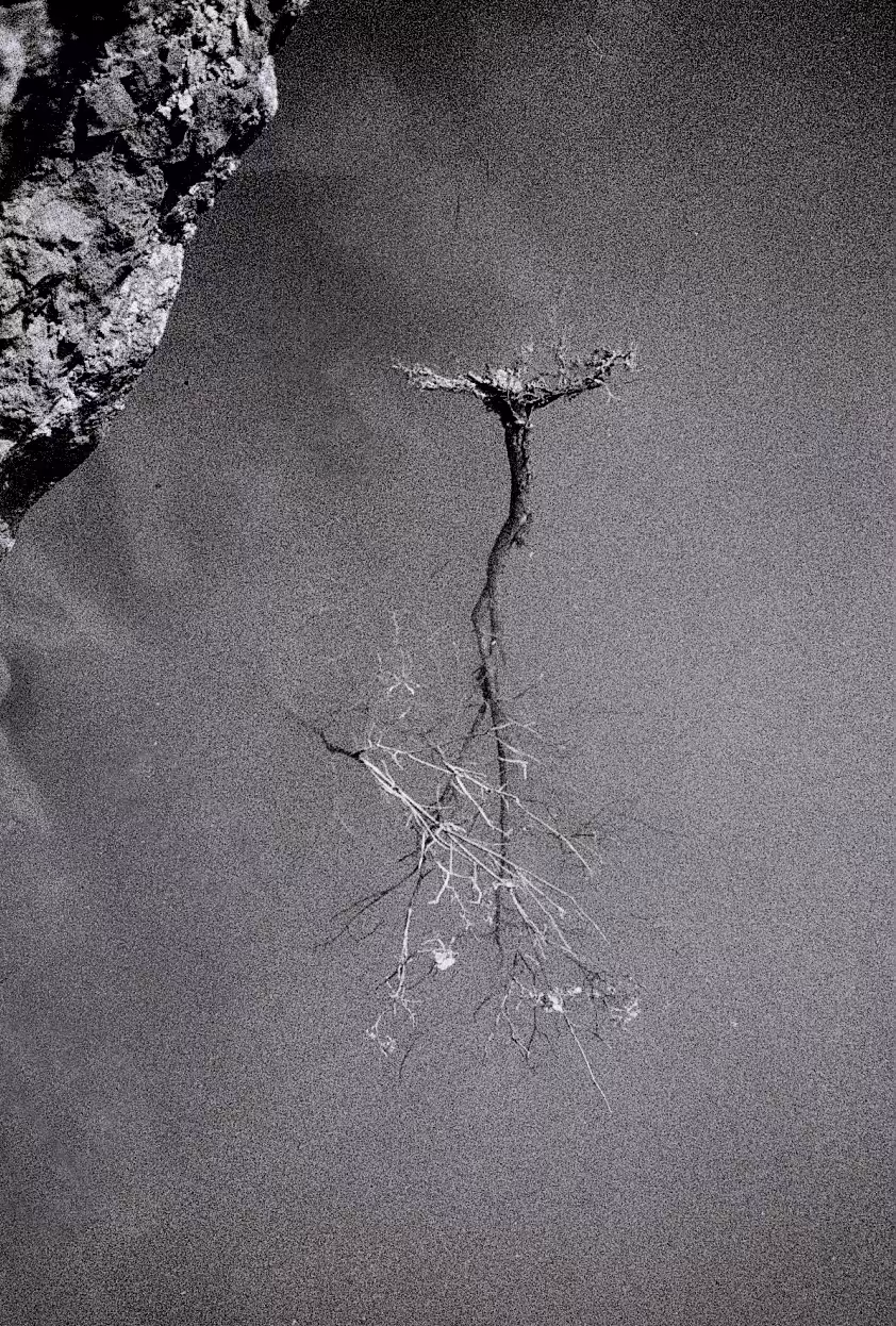 Bet_Orten_Self mythology_TREE