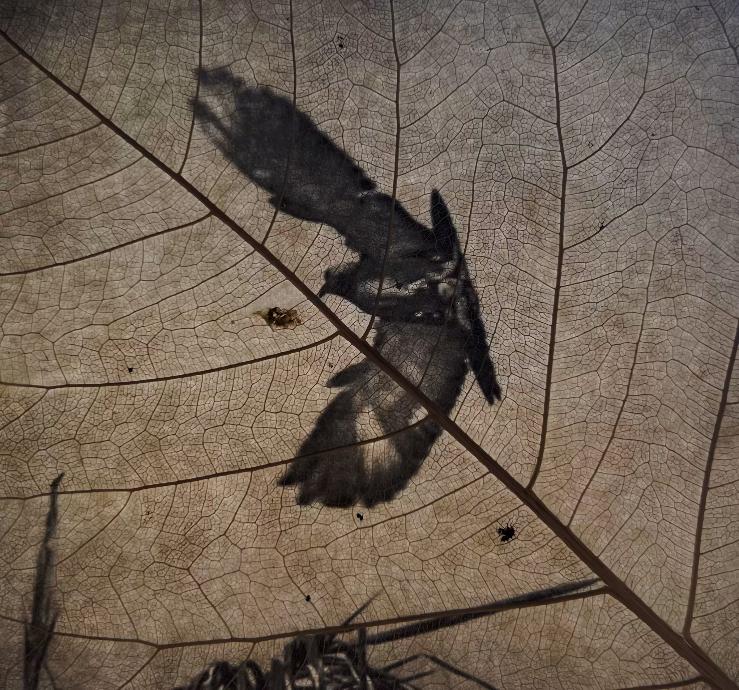 Nature’s Layer 01