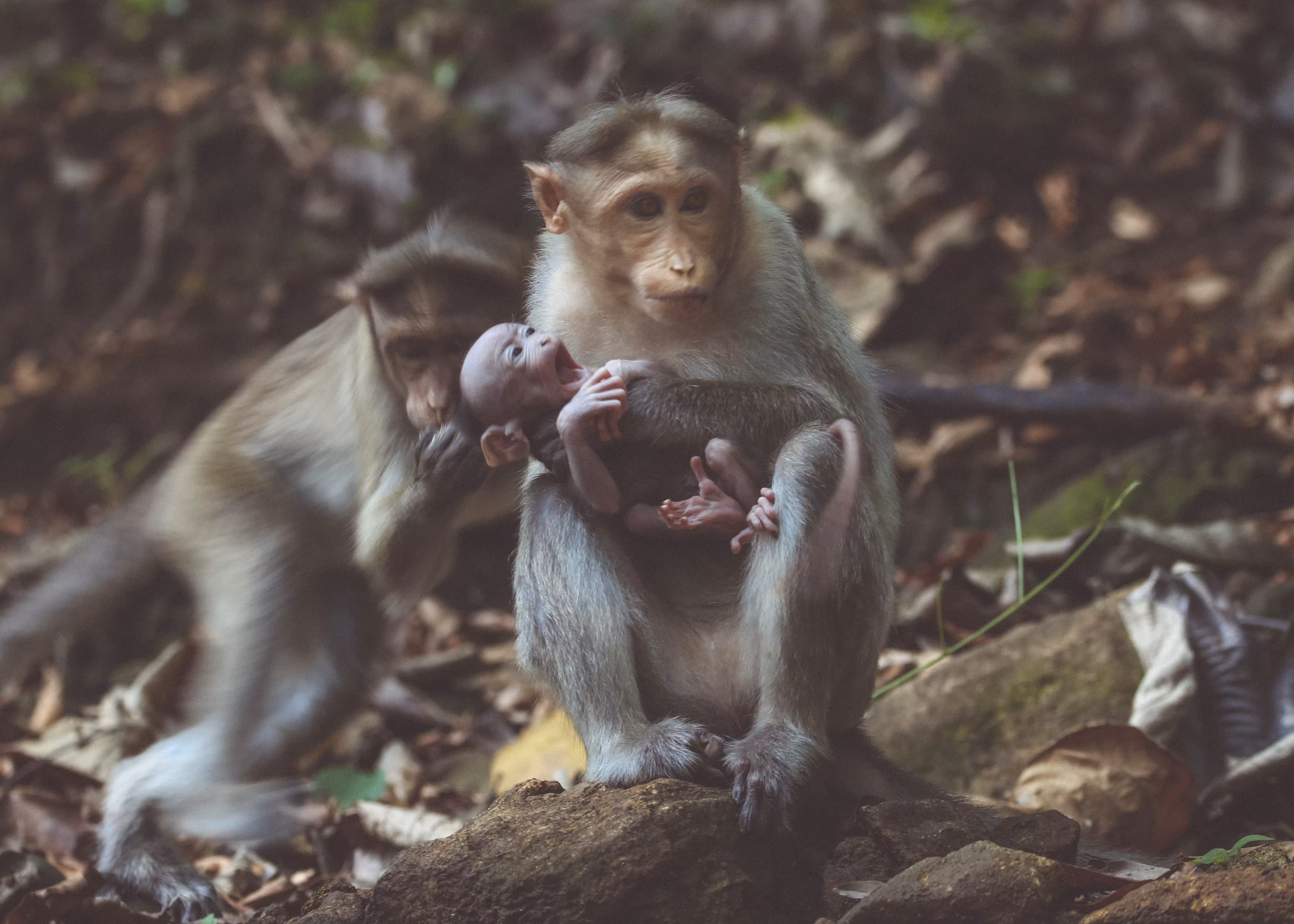 Motherhood