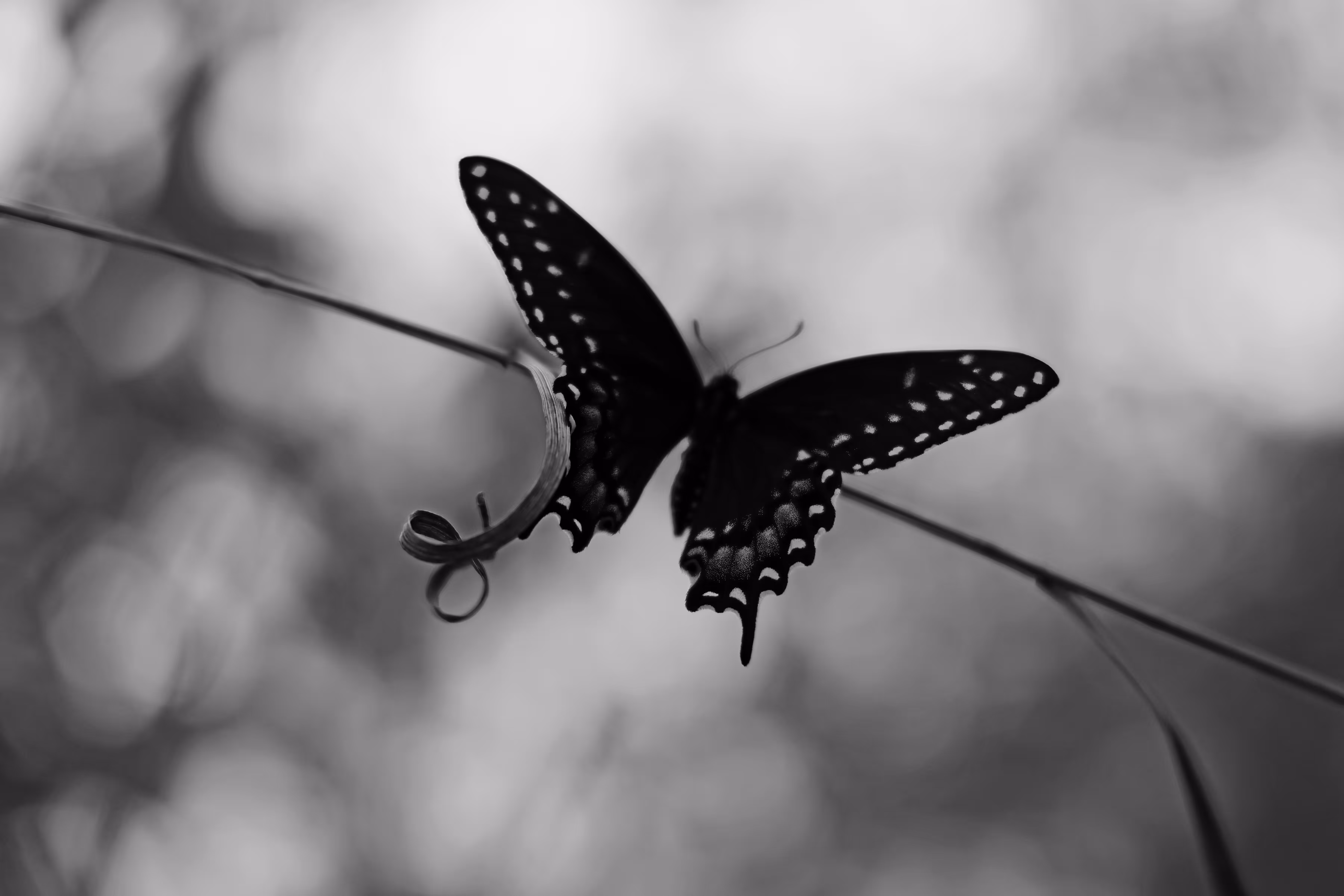 _gentle motion