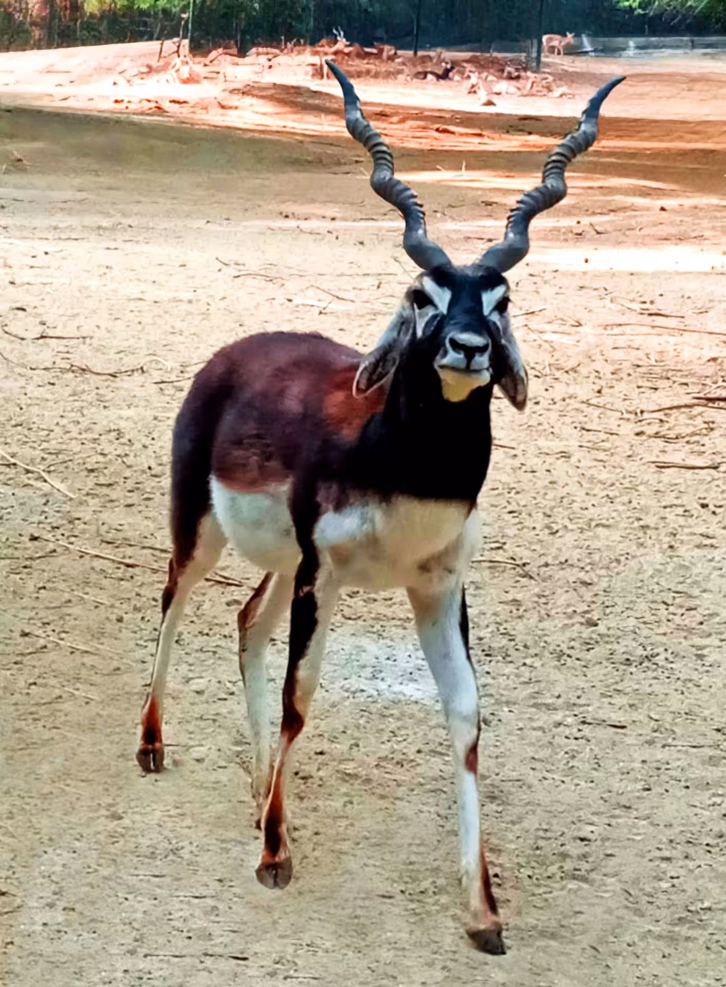 Blackbuck Majesty #13