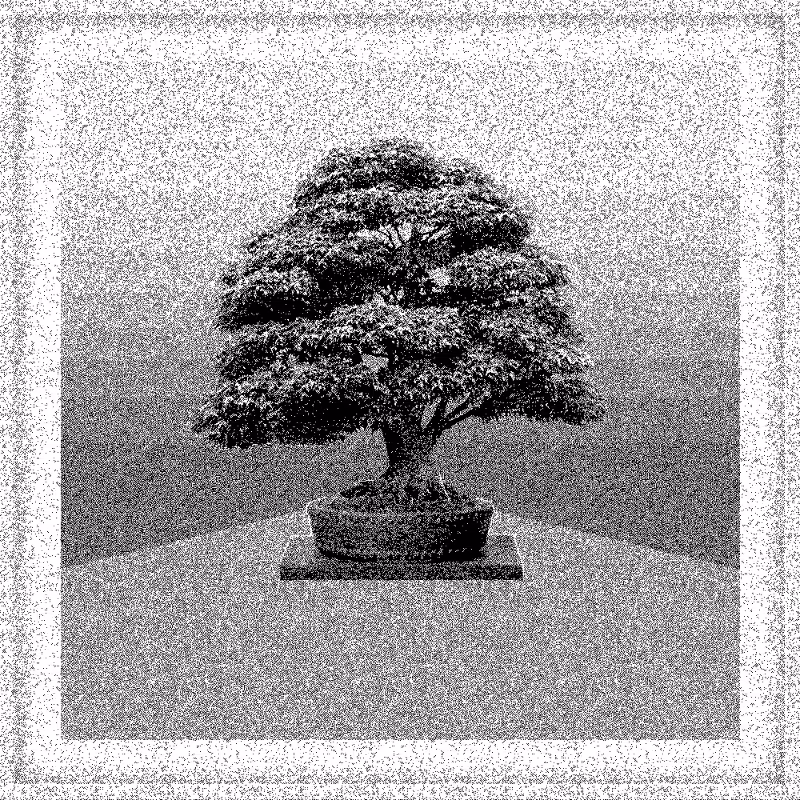 Bonsai Bonanza #579