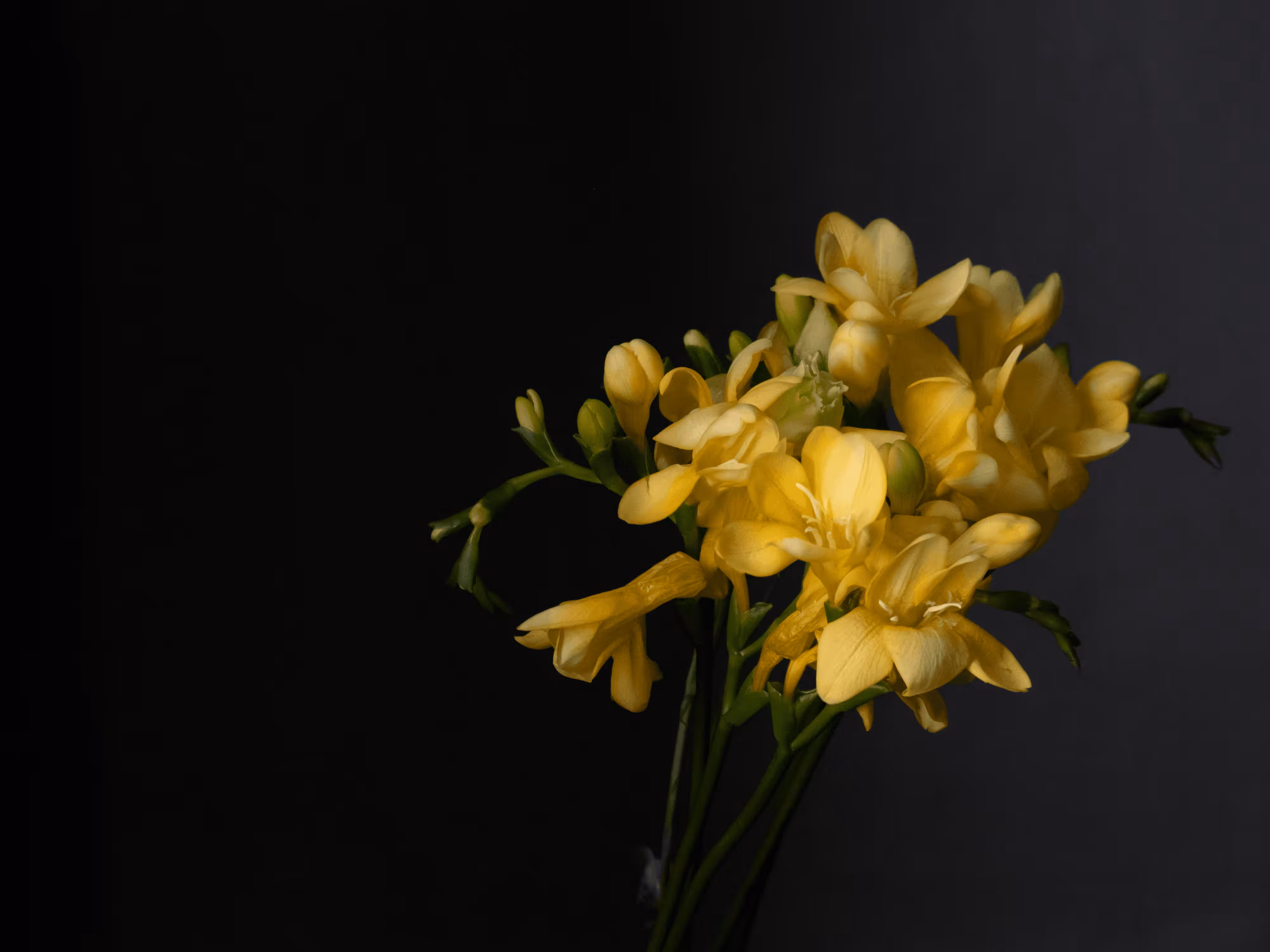 Freesia