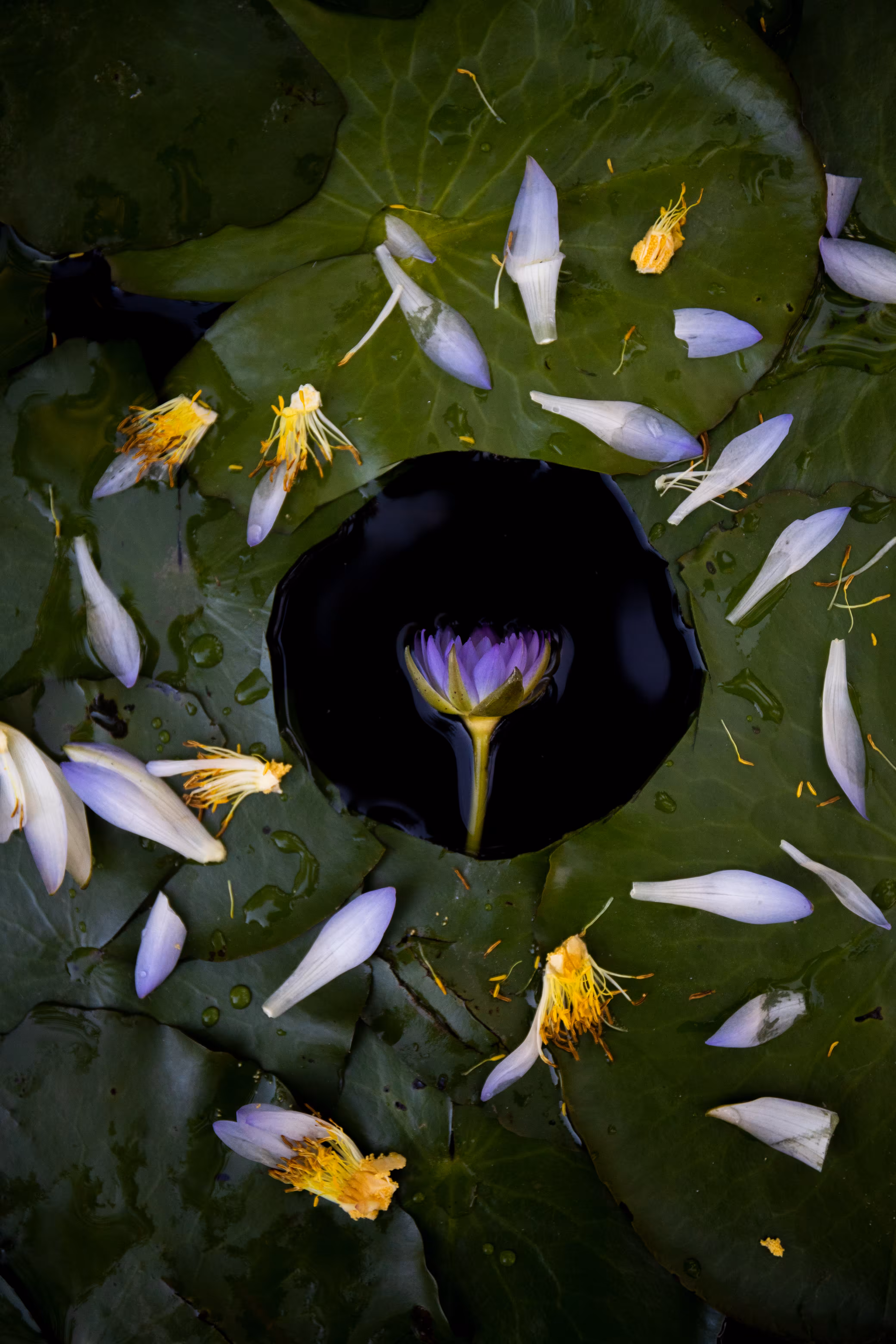 Water Lilies 