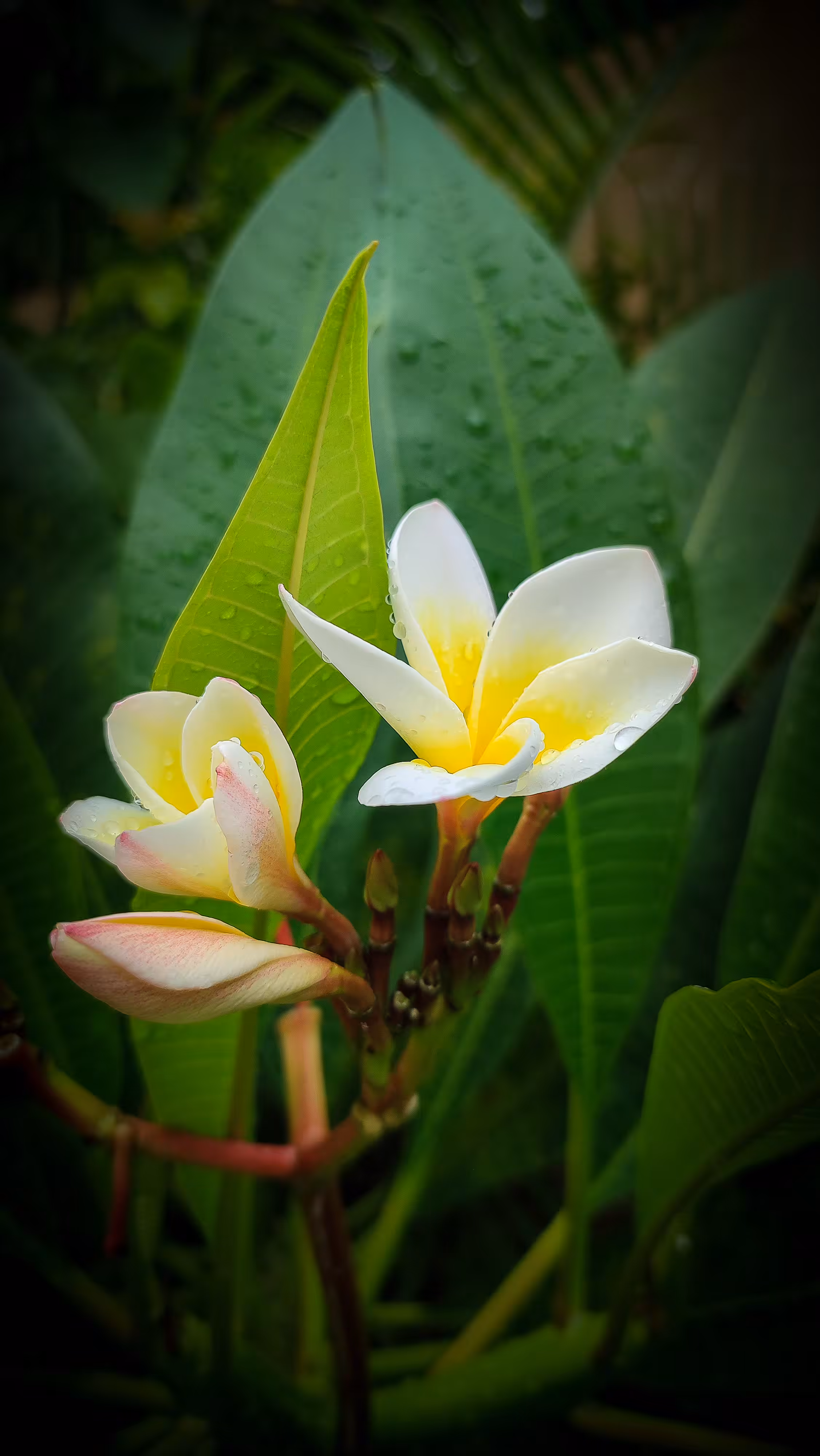 "Plumeria Alba"