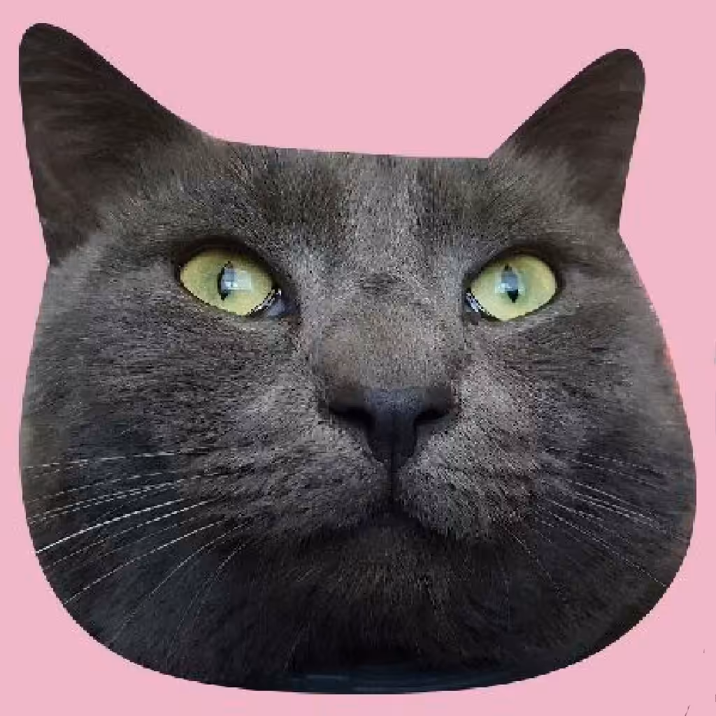 my-cat-kiki