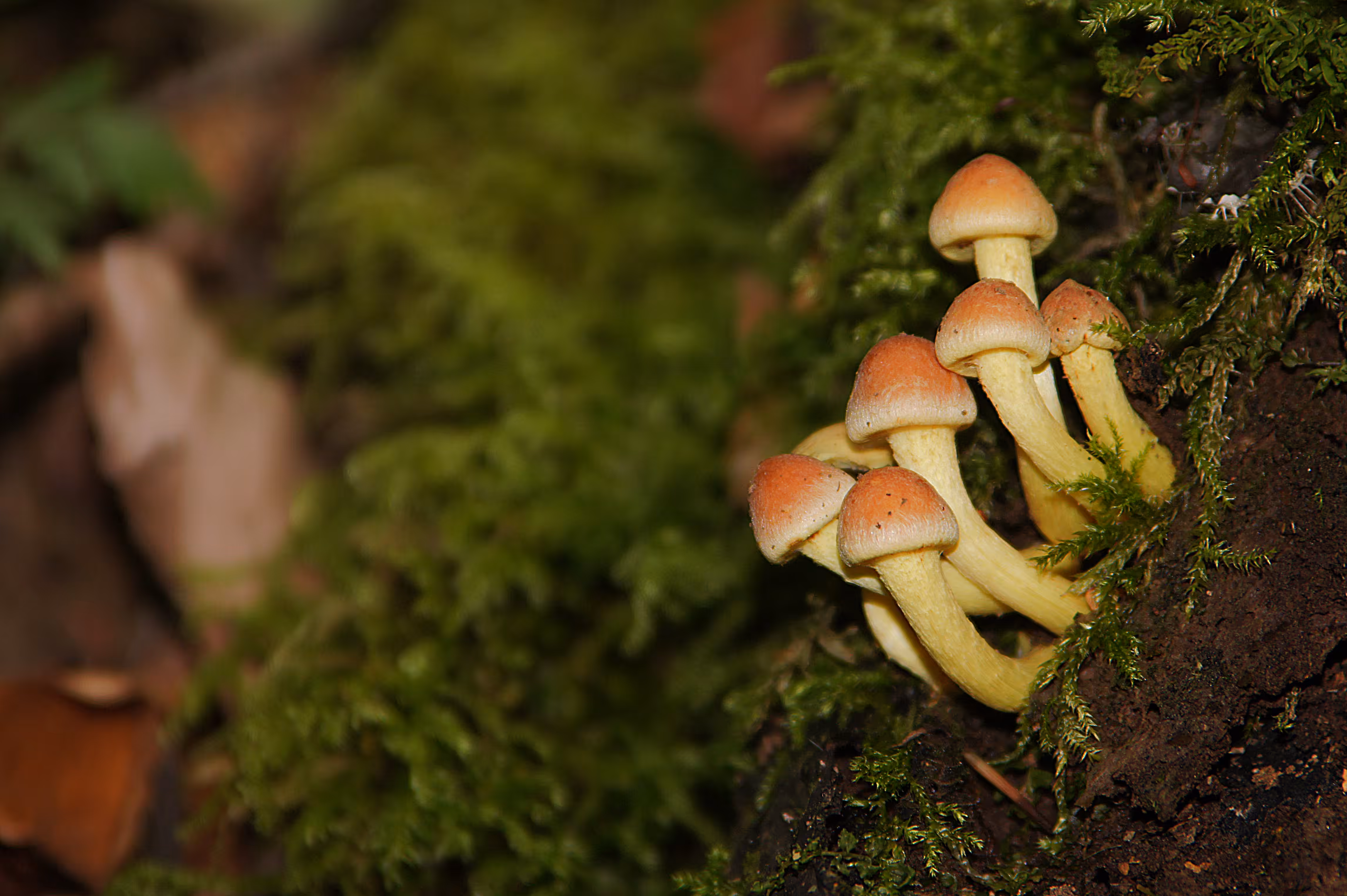 Fungi Family