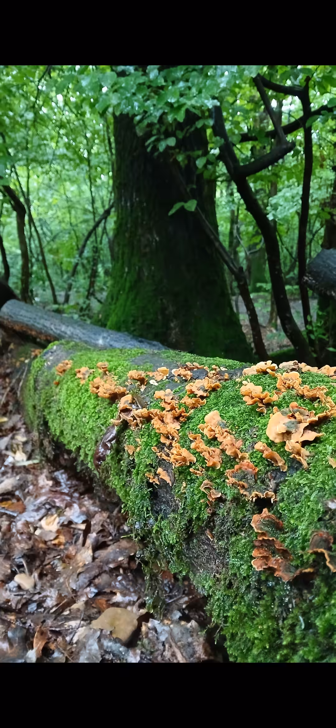 Spring forest