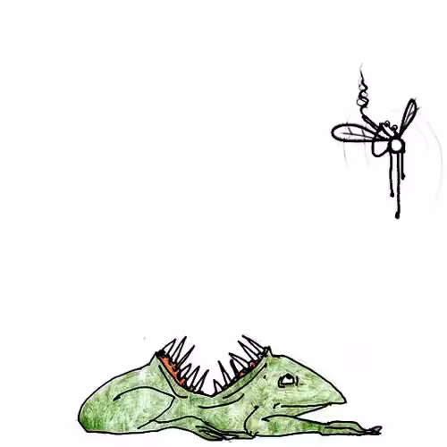 frog fly test