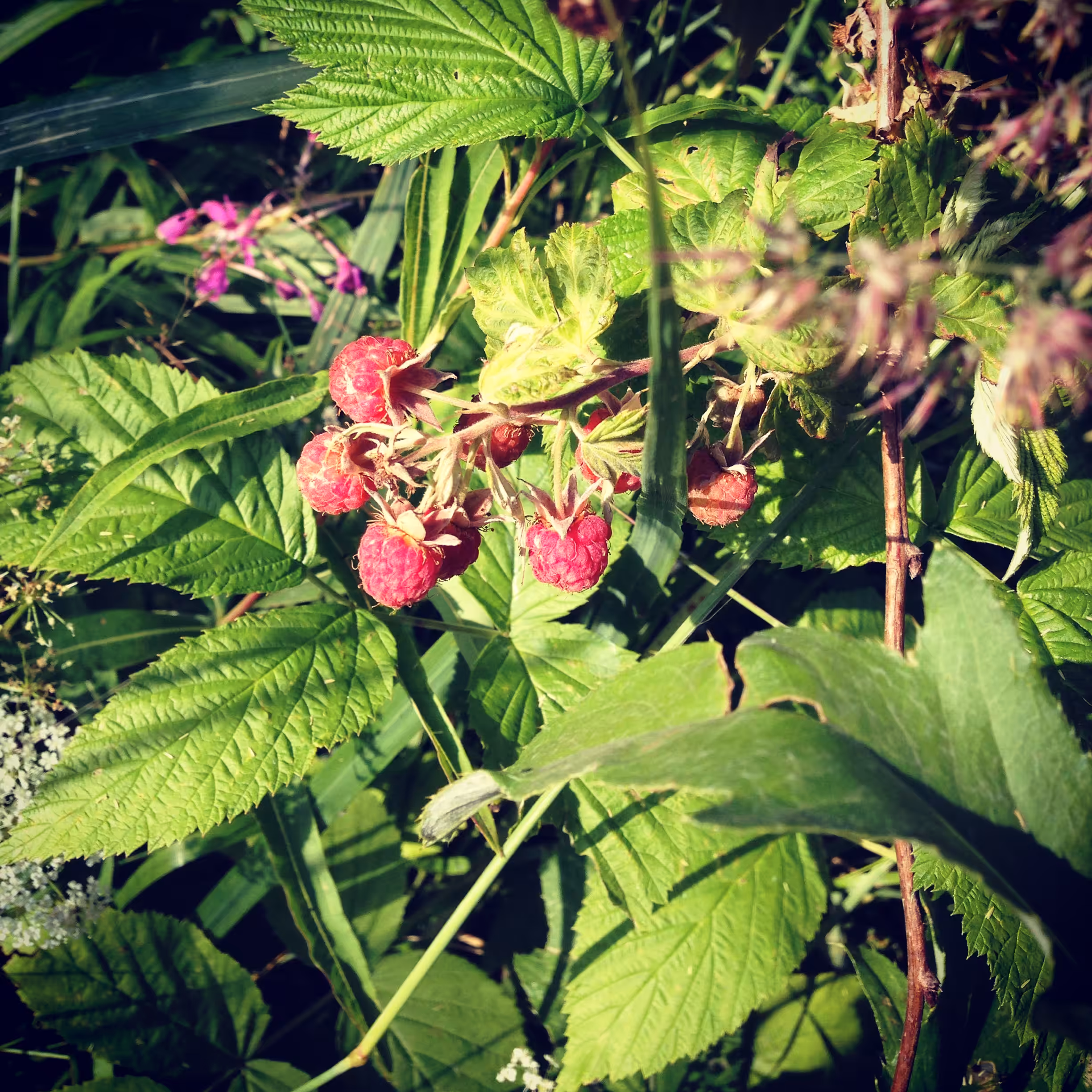 Raspberries