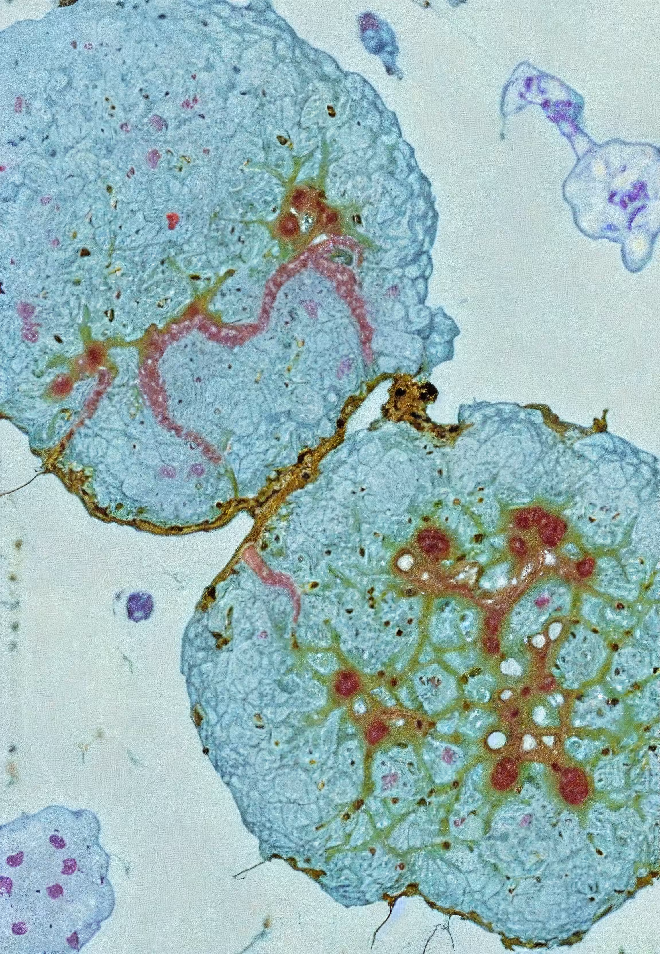 In Vivo, In Vitro, In Silico: Histologia In Silico #72