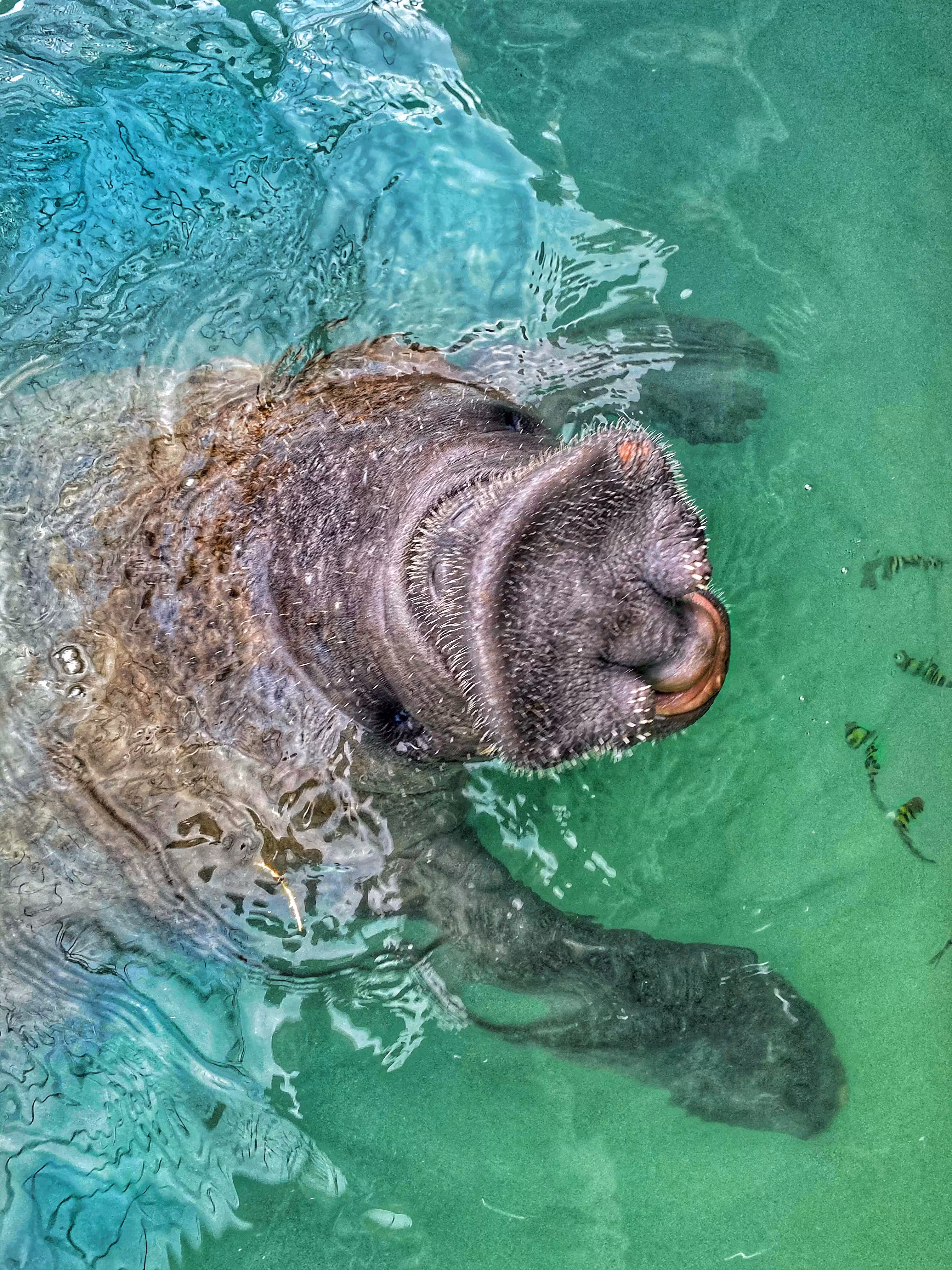Wild Manatee!