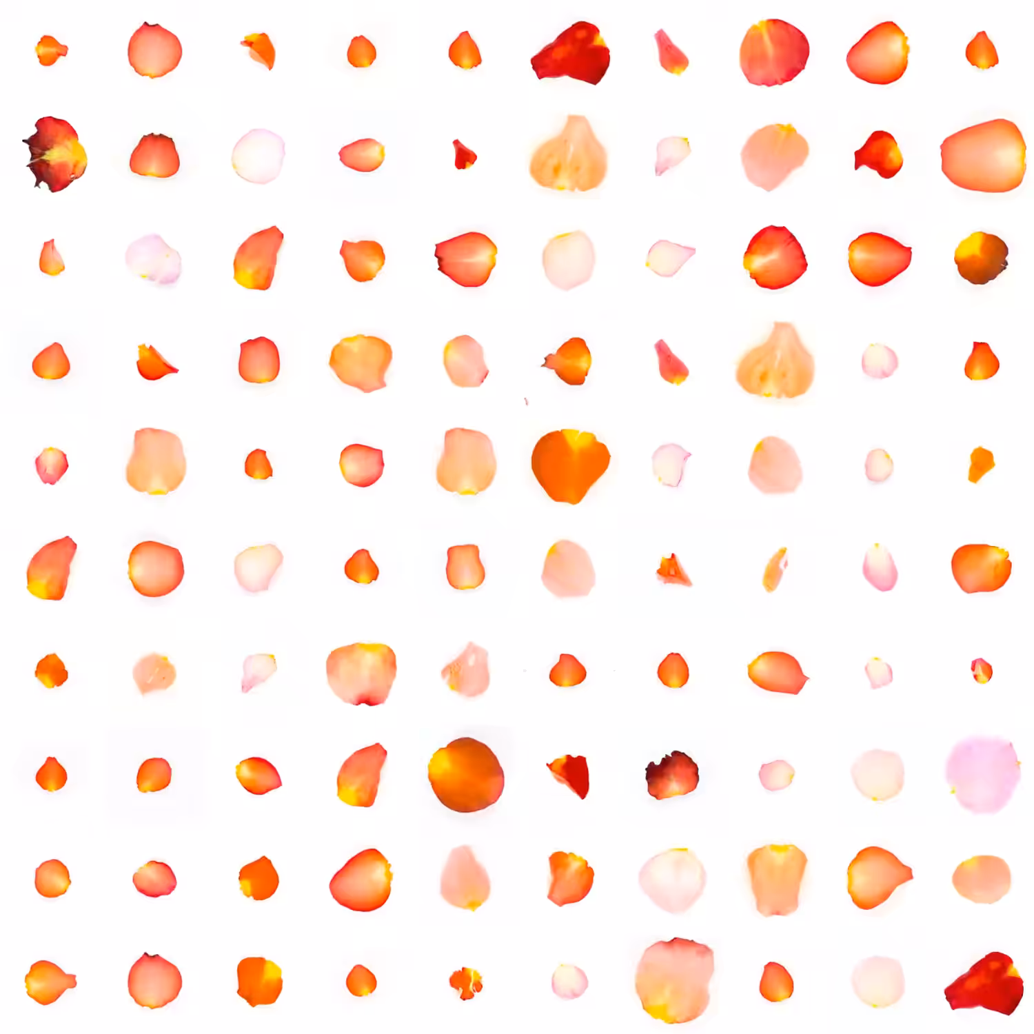 Infinite Petals 10x10#900011
