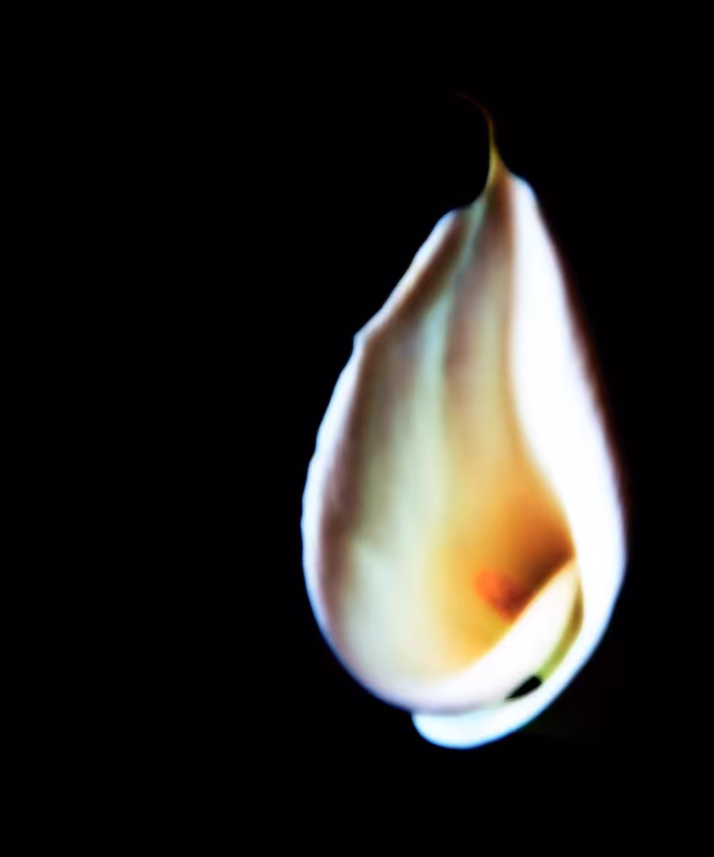 Calla v18