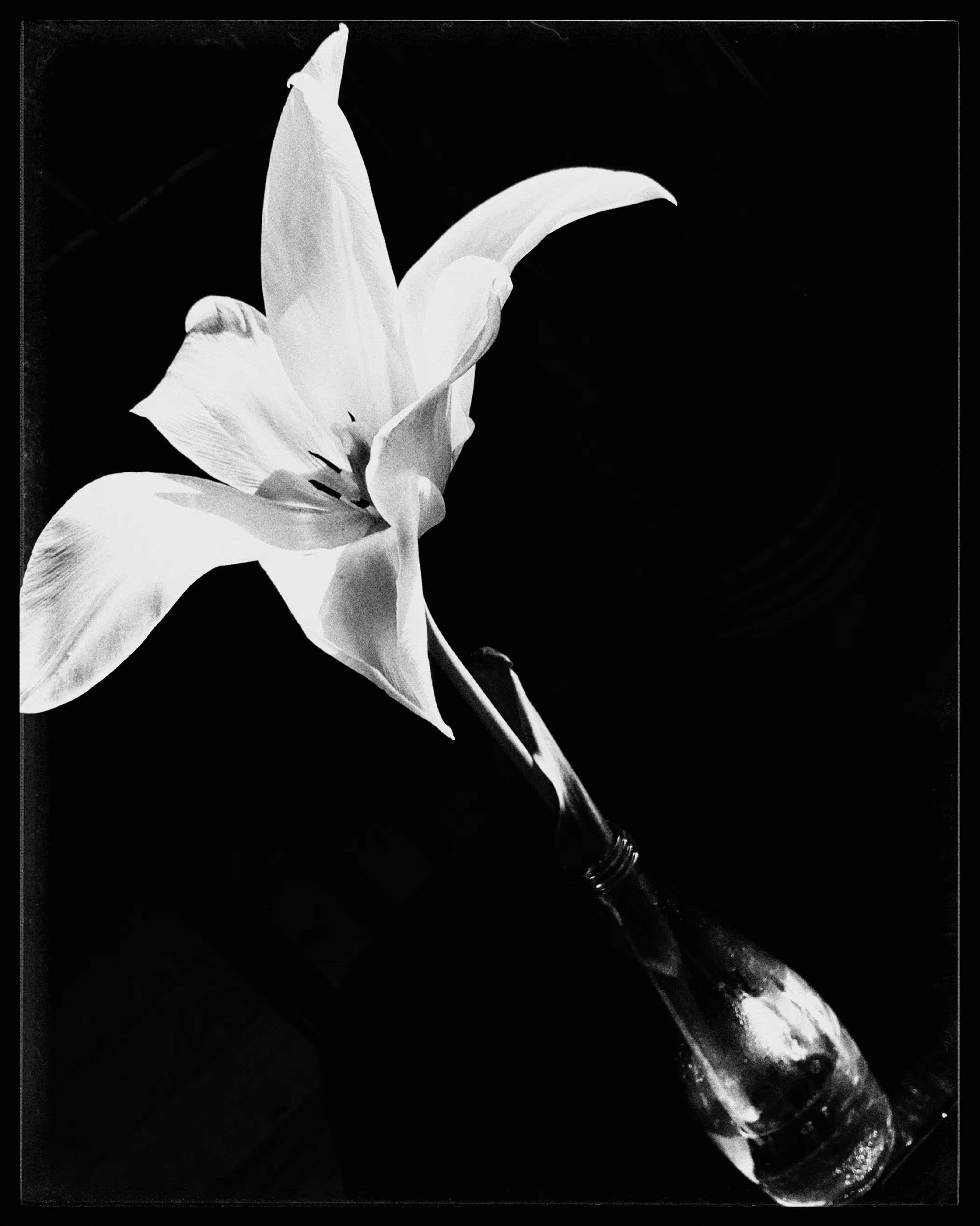 lily