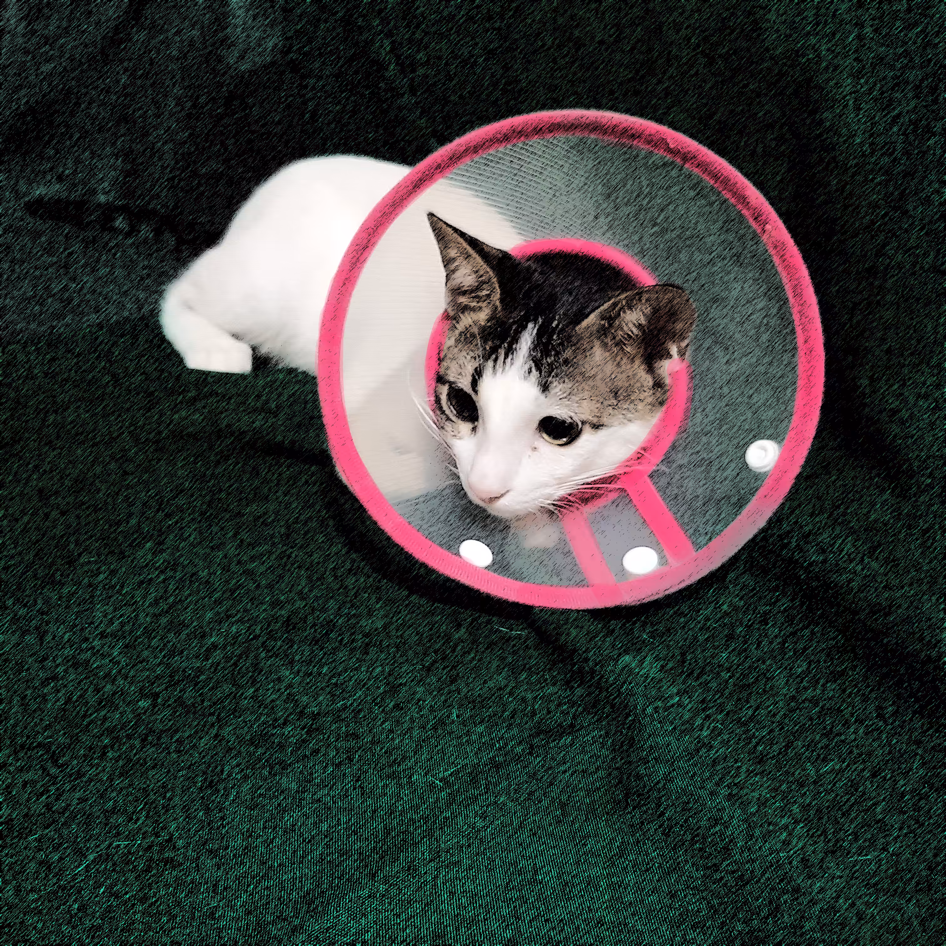 Pusskin #30 - Beauty in E-Collar