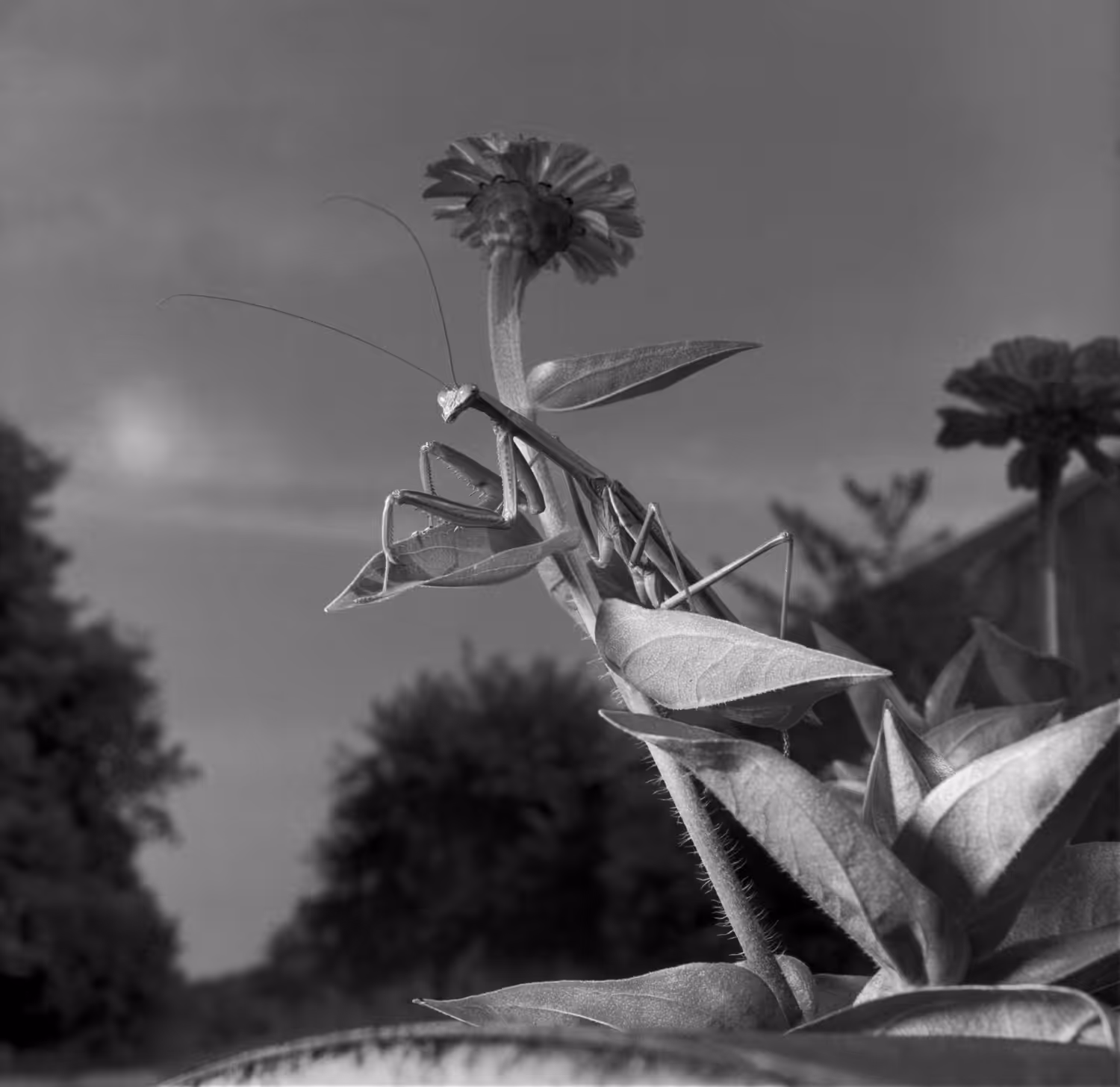 Mantis, Martins Creek, PA, September, 1978