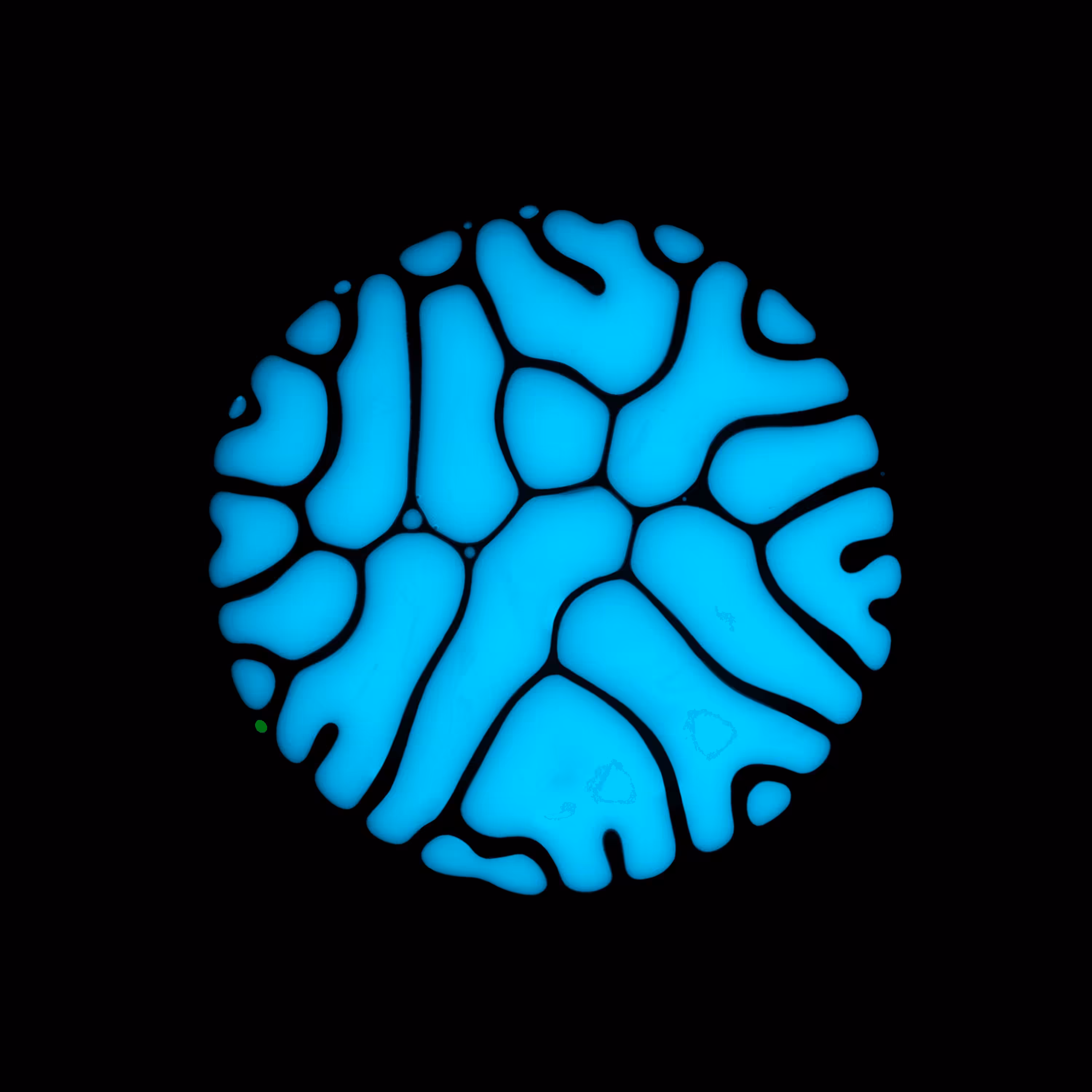 Haematopoiesis #59