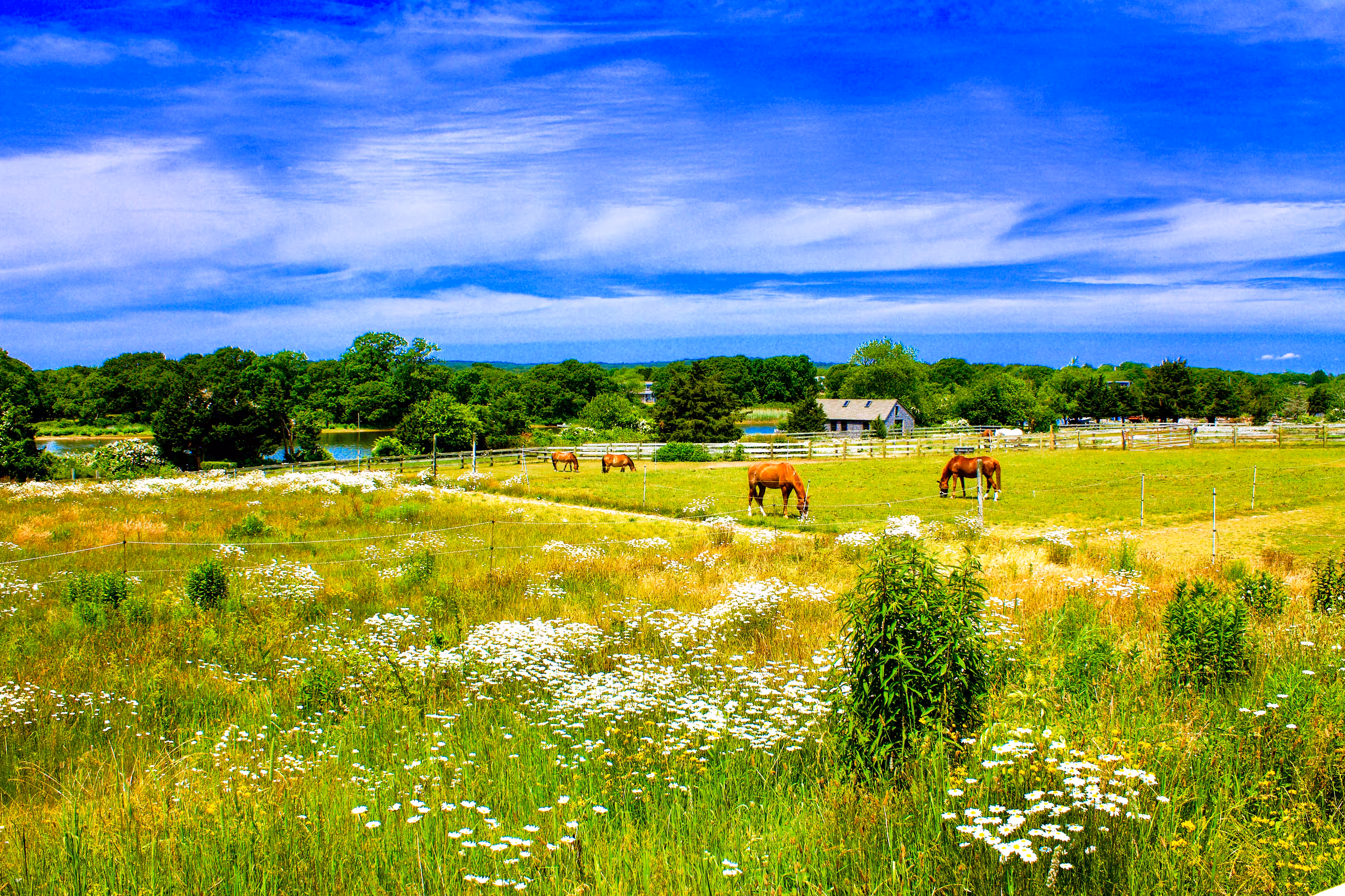 Pond View Farm: 06.25.20