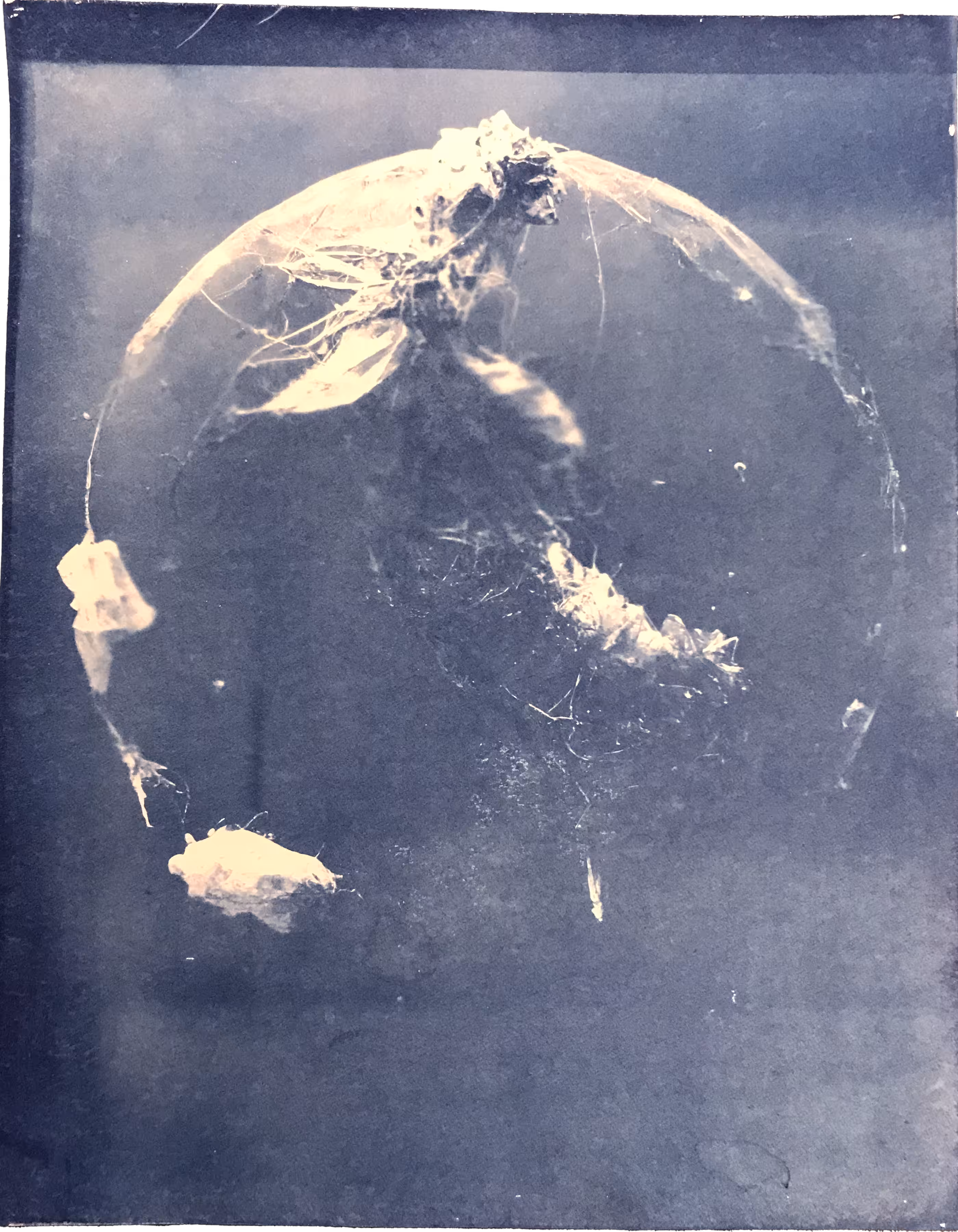 plastisphere creatures cyanotype