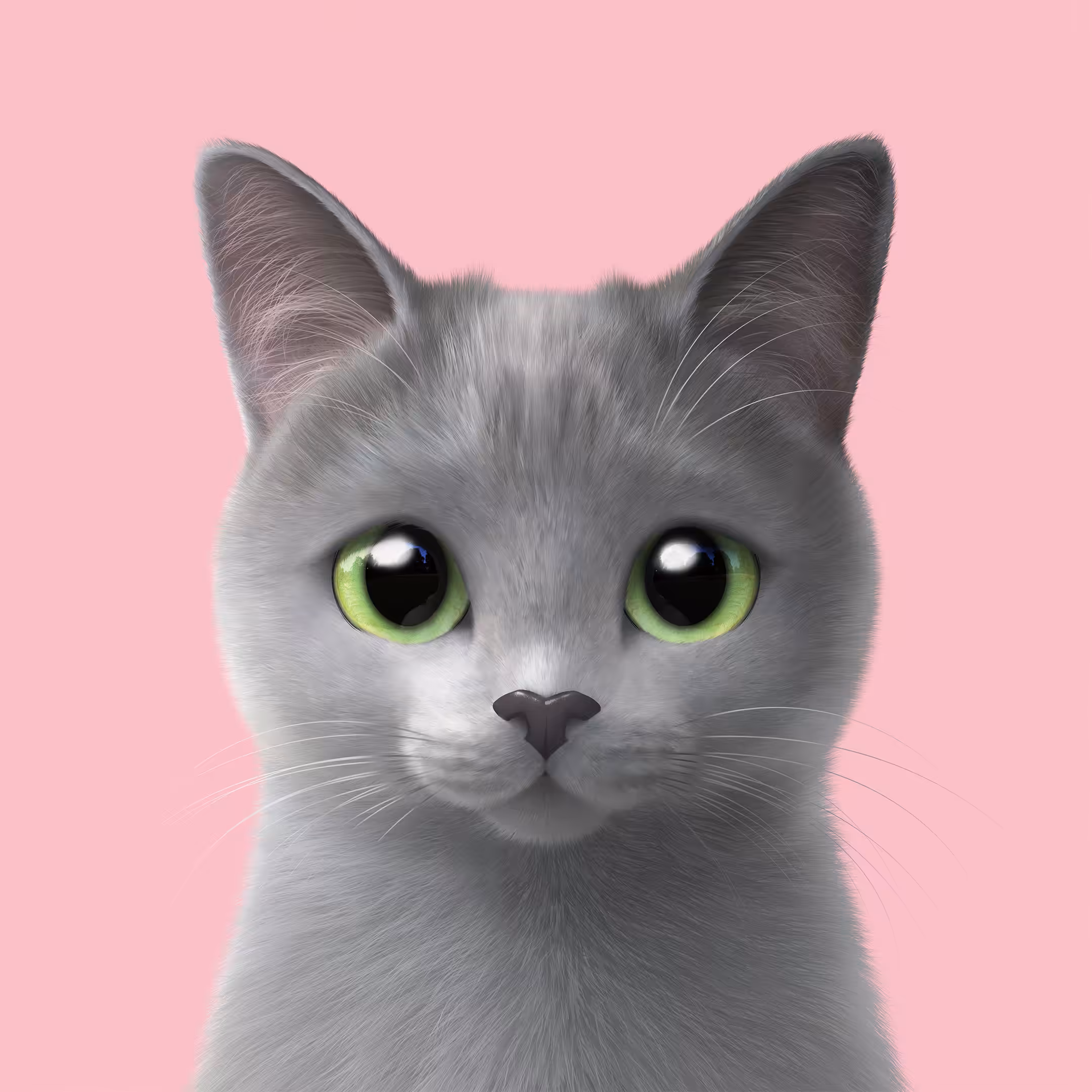 #438 Sarang the Russian Blue