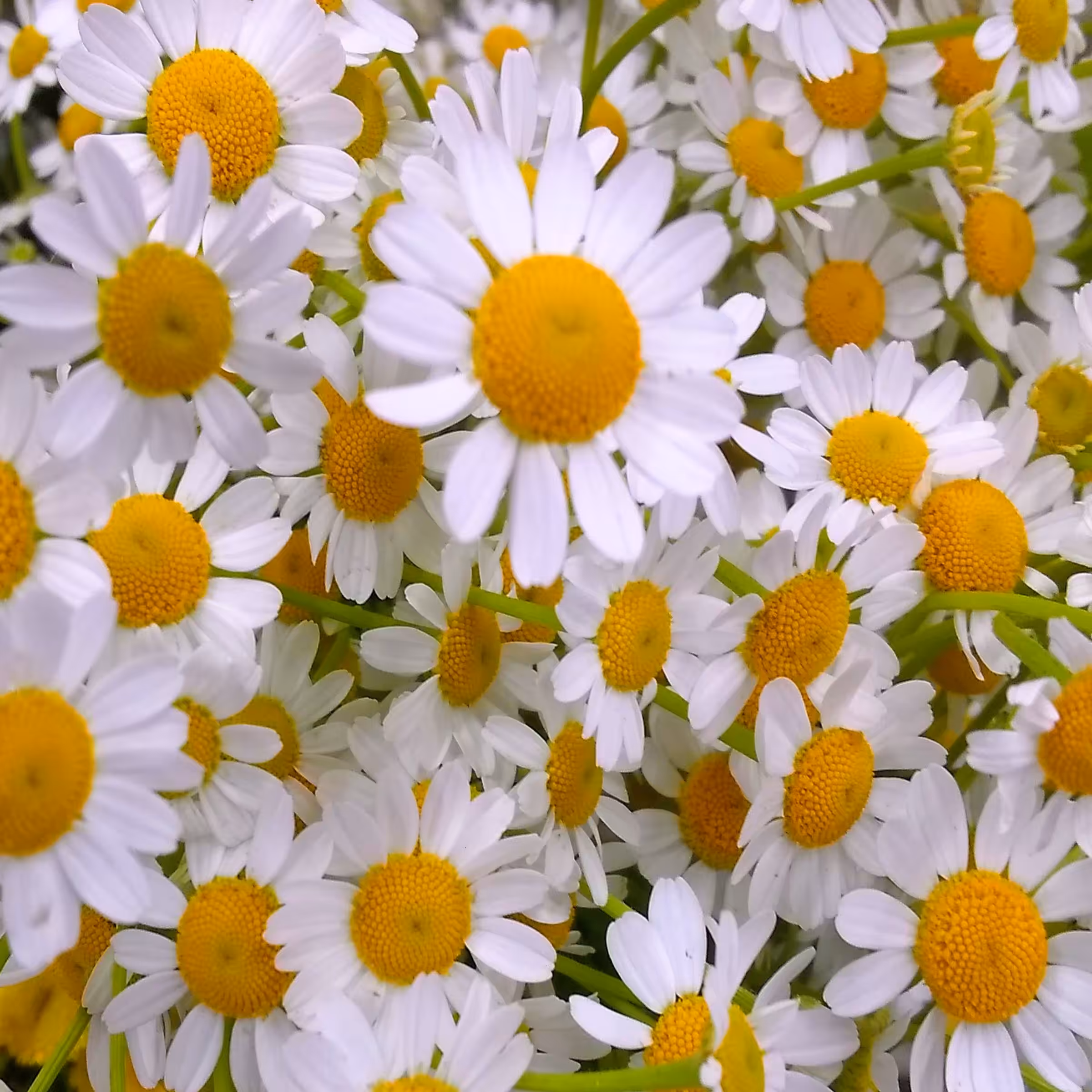 Flower #1