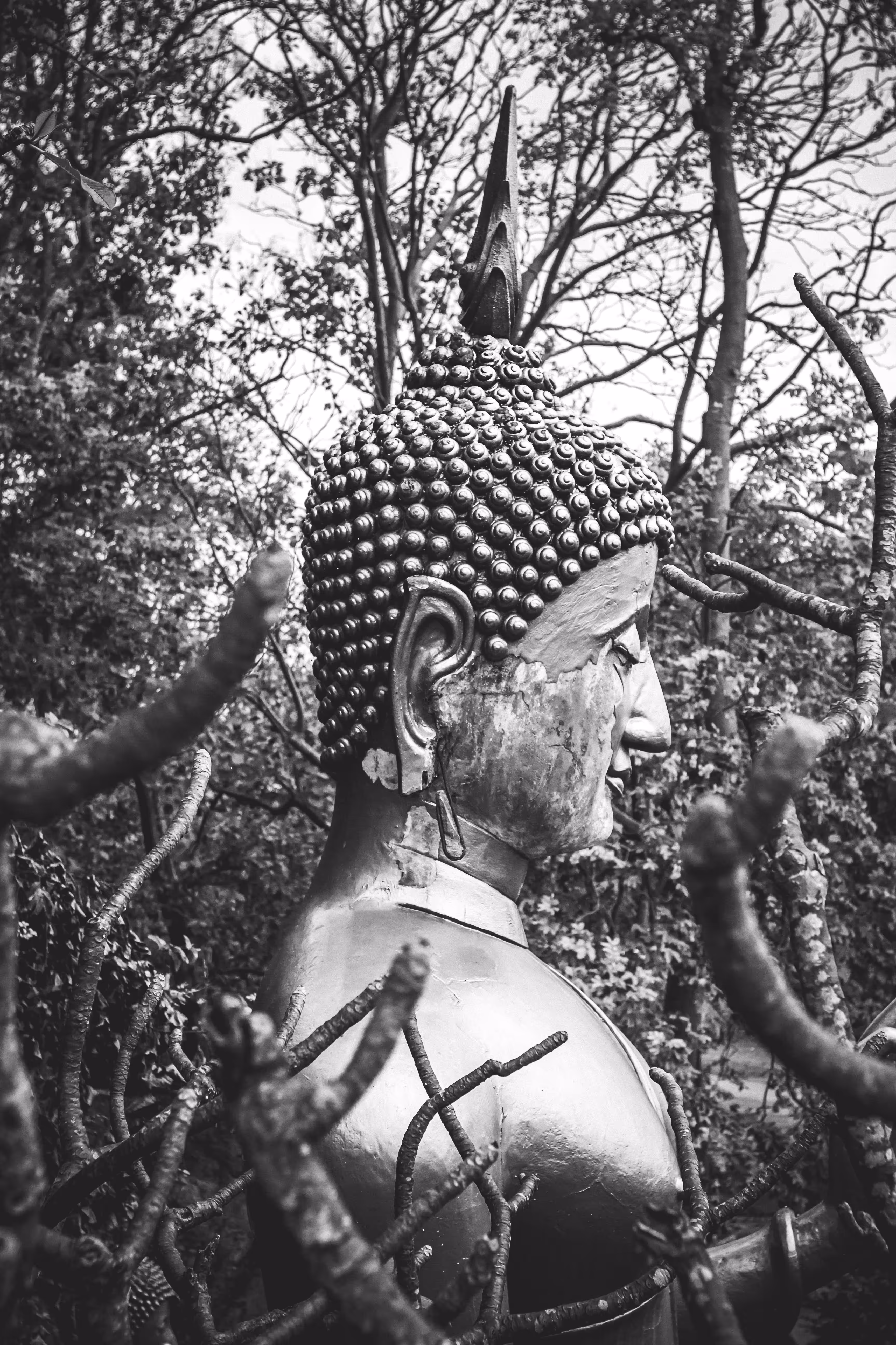 Buddha statue in a branch.