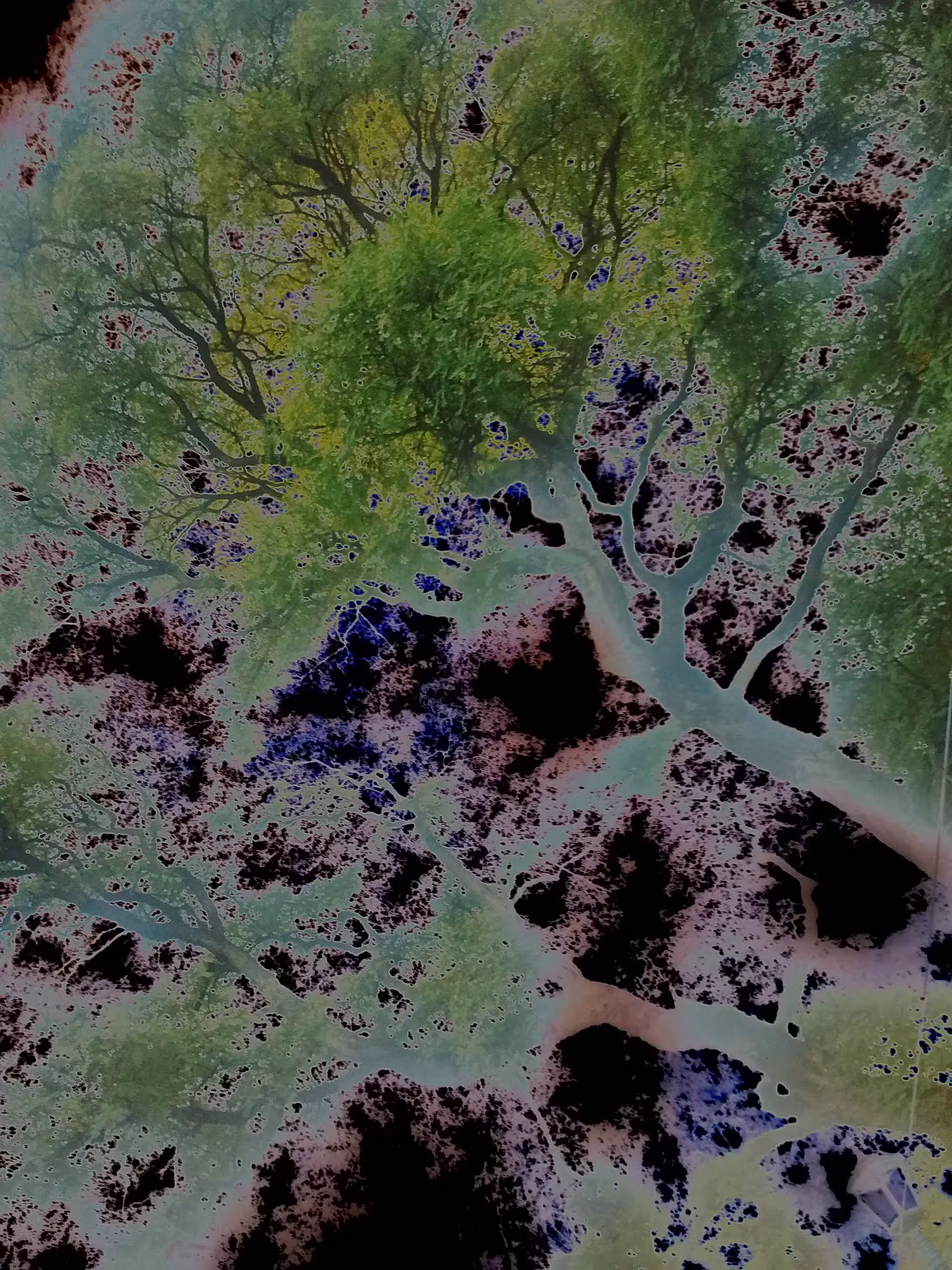 The Wine from the Tree