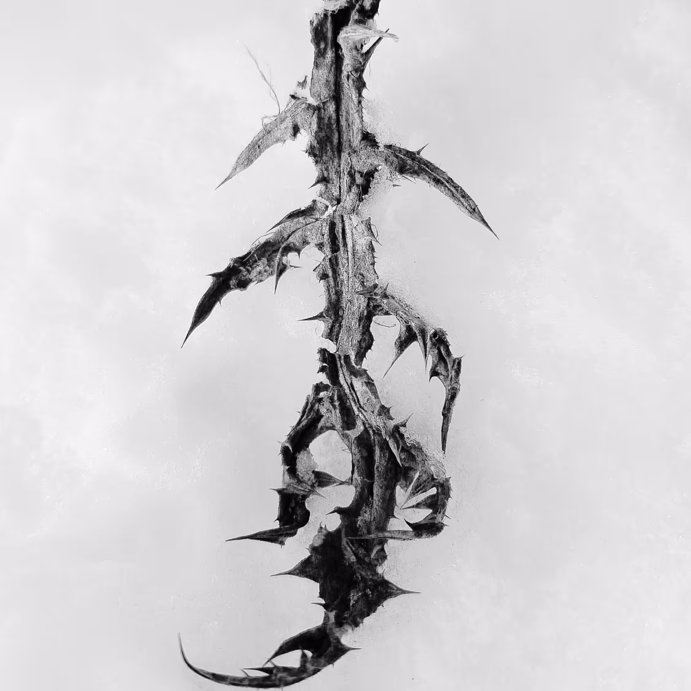 Thistle leaf
