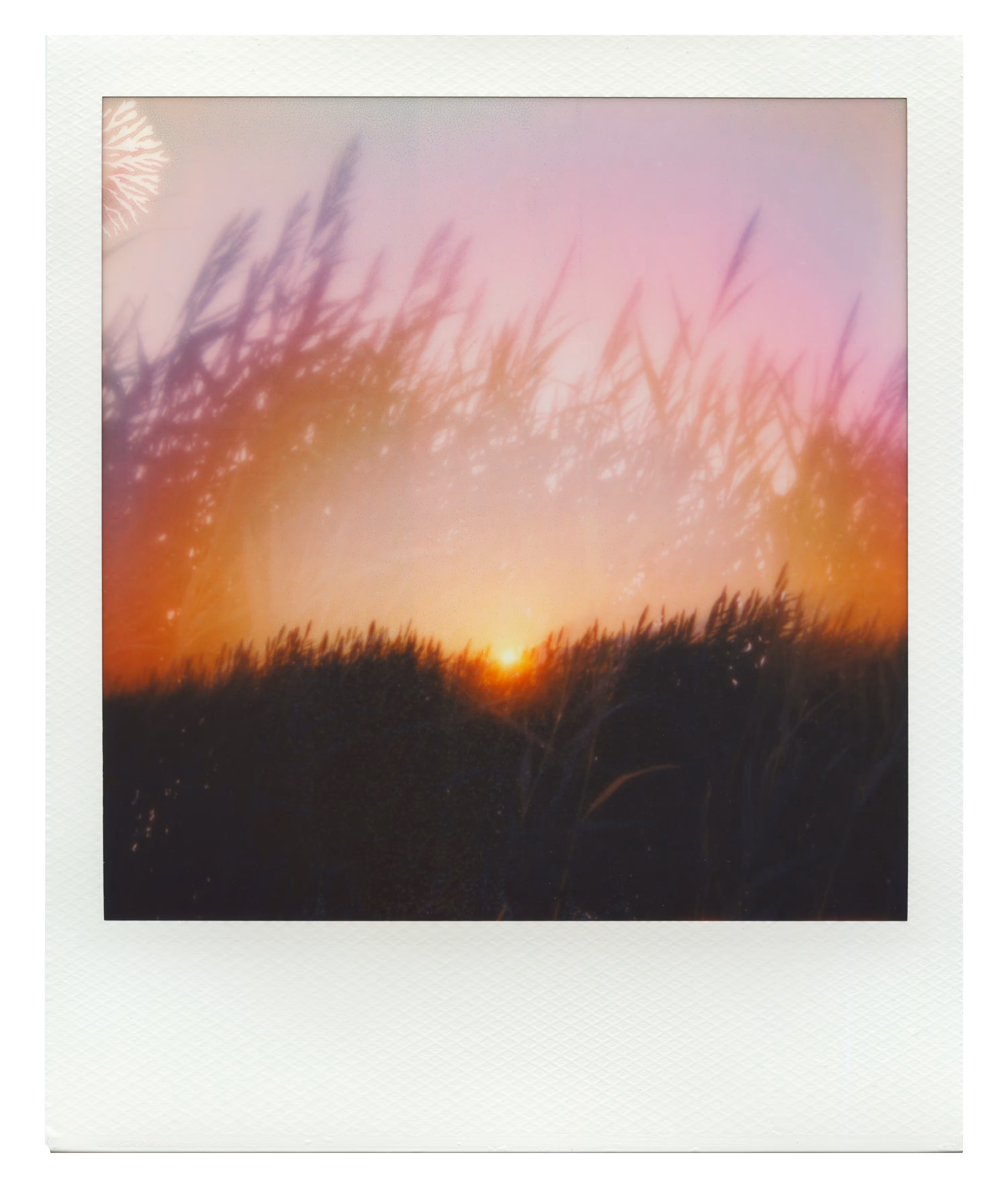 Endless Summer  |  25  | Manifestation