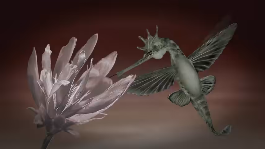 Hummingcob Feeding