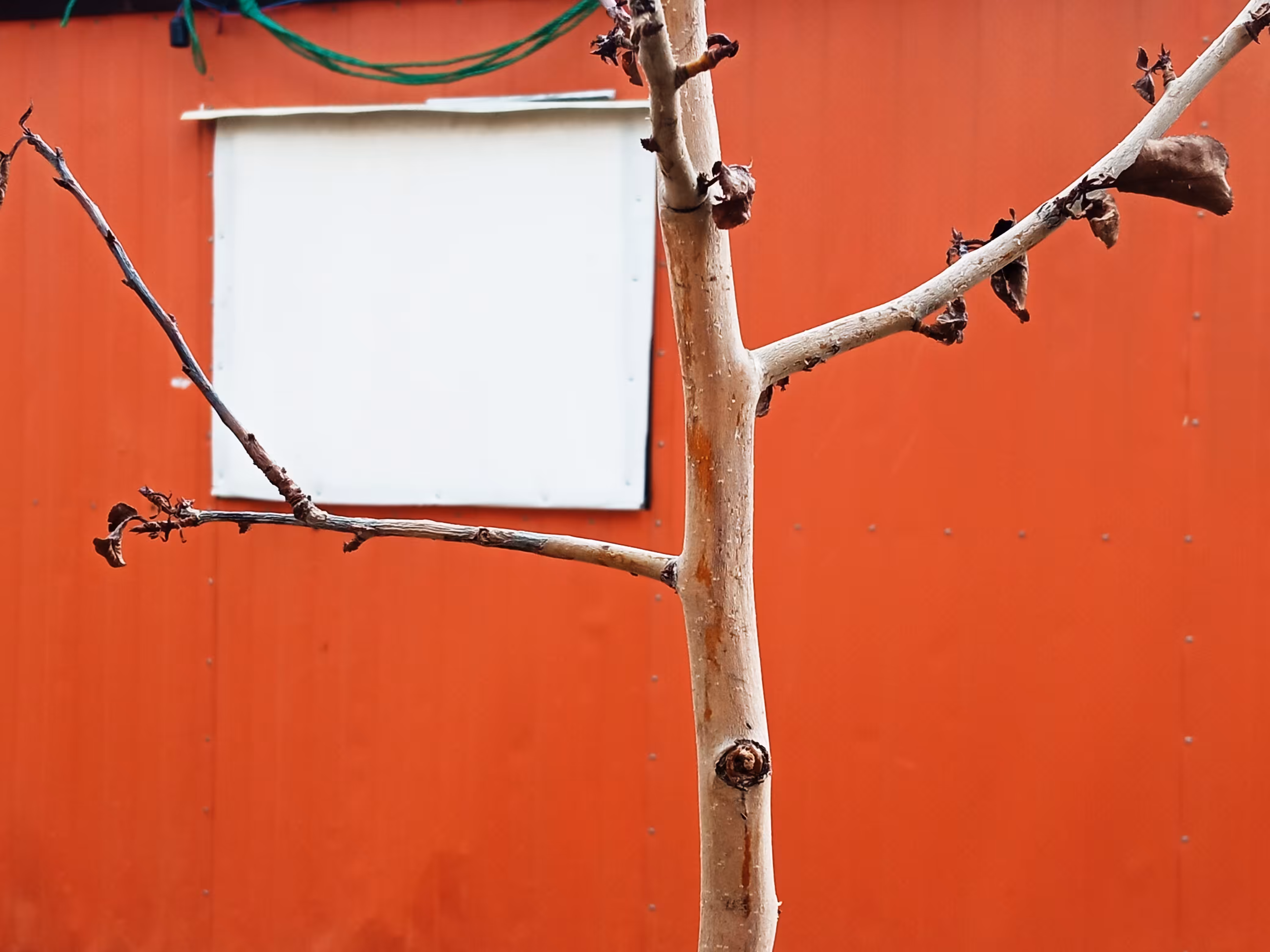 Workplace Trees