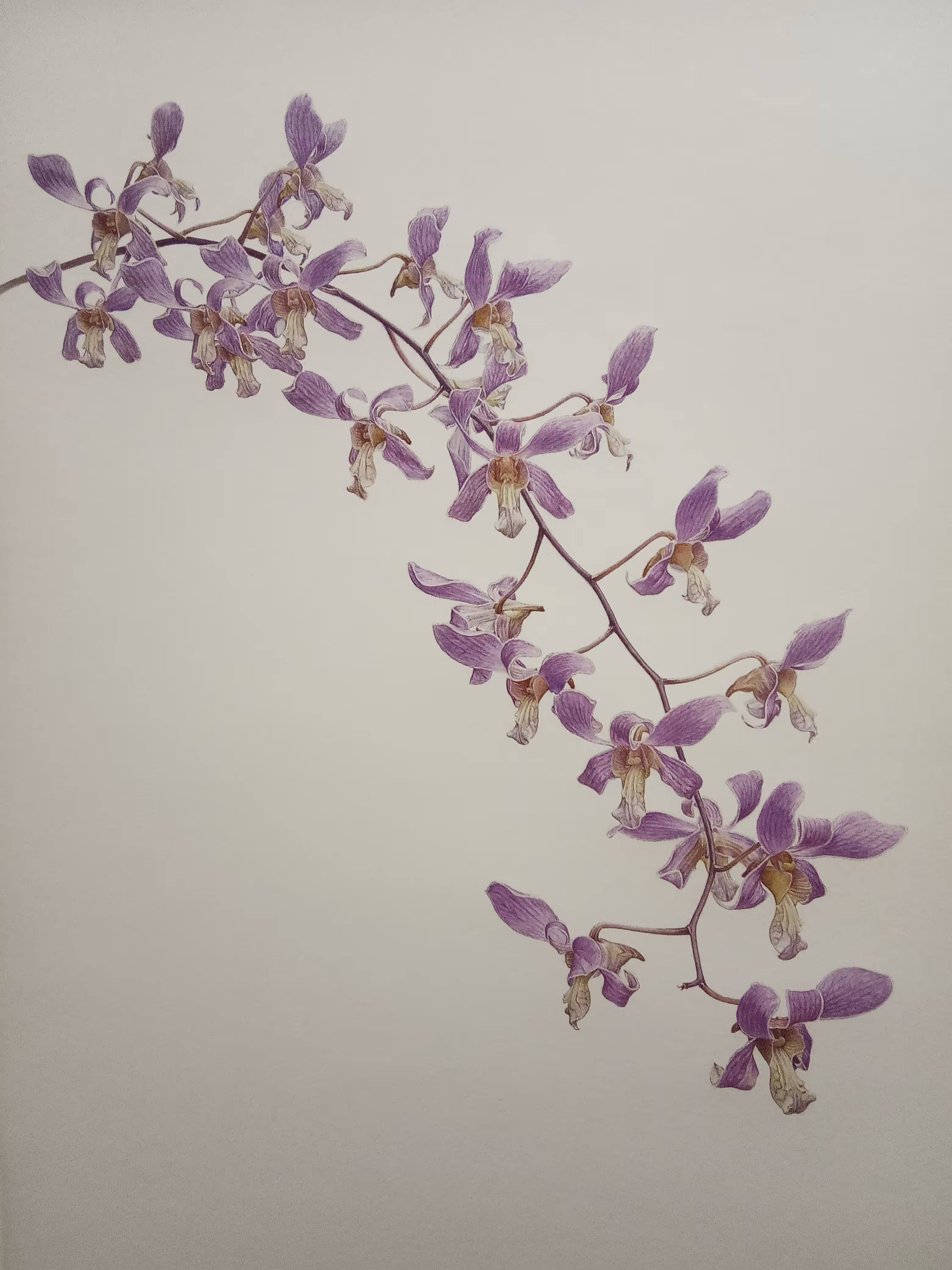 DENDROBIUM