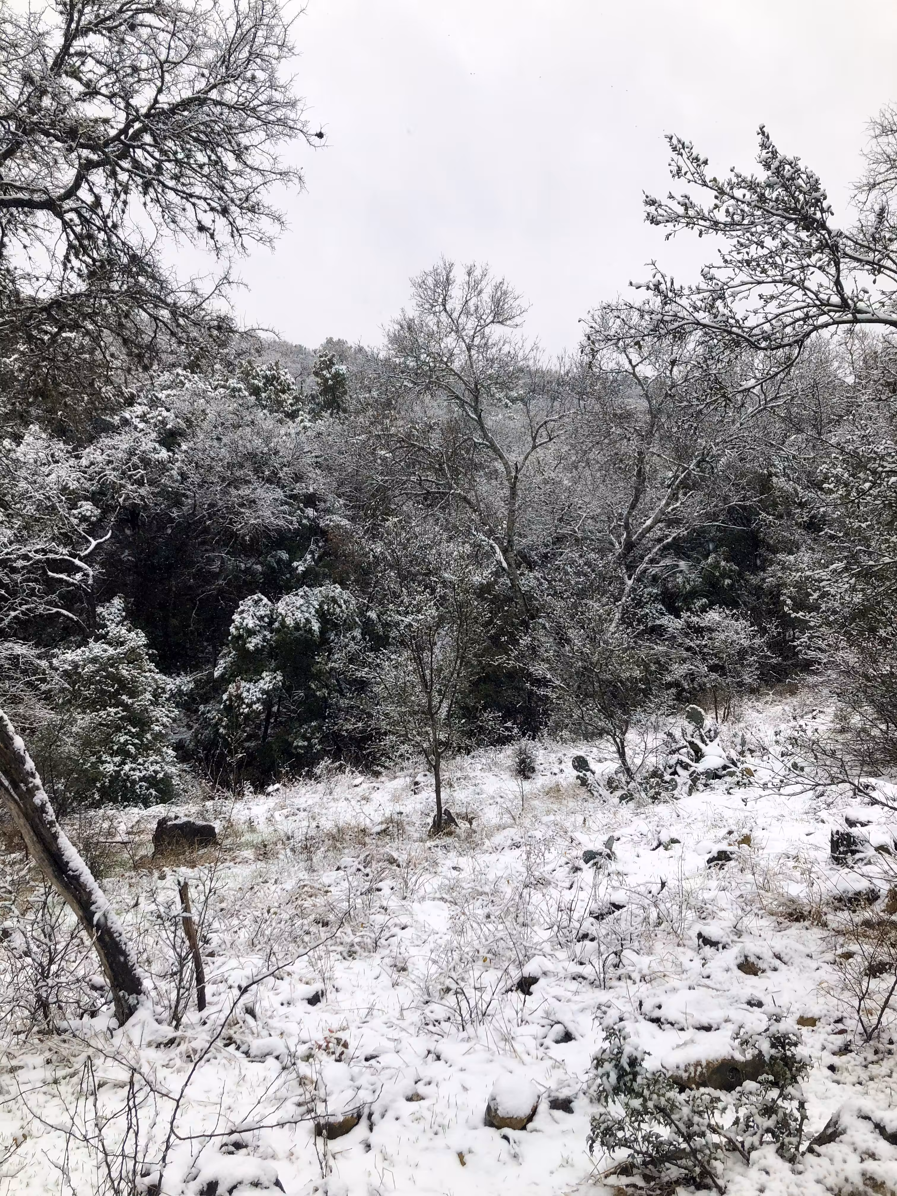 winterglade