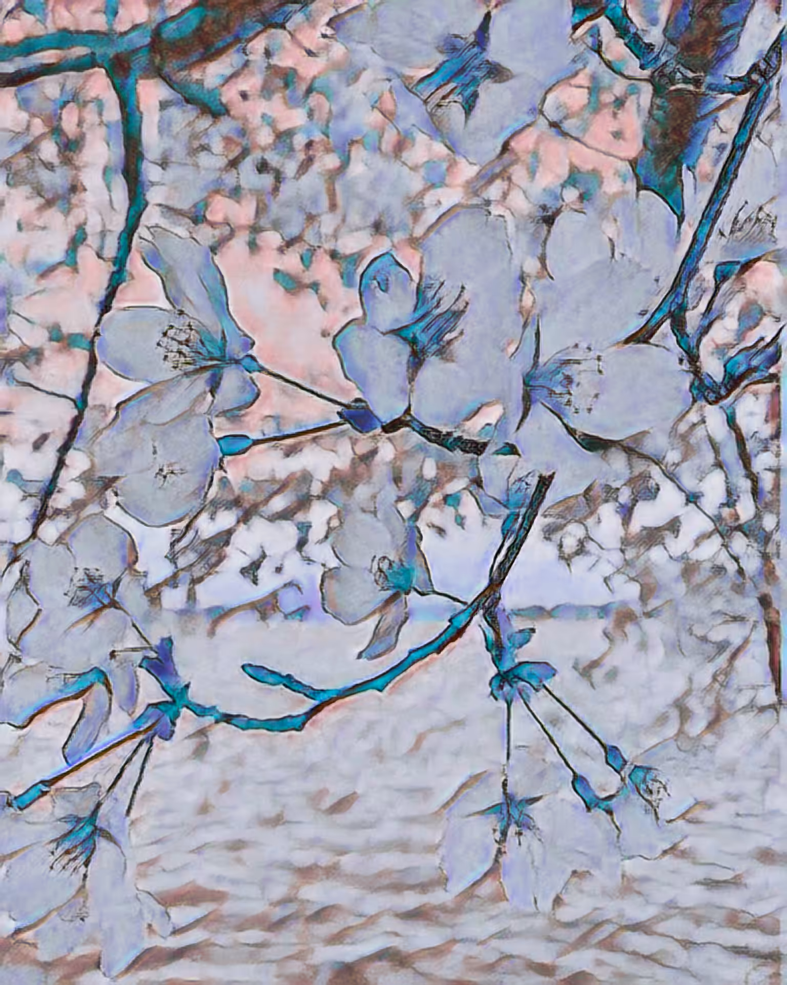 DC Cherry Blossoms - Teal
