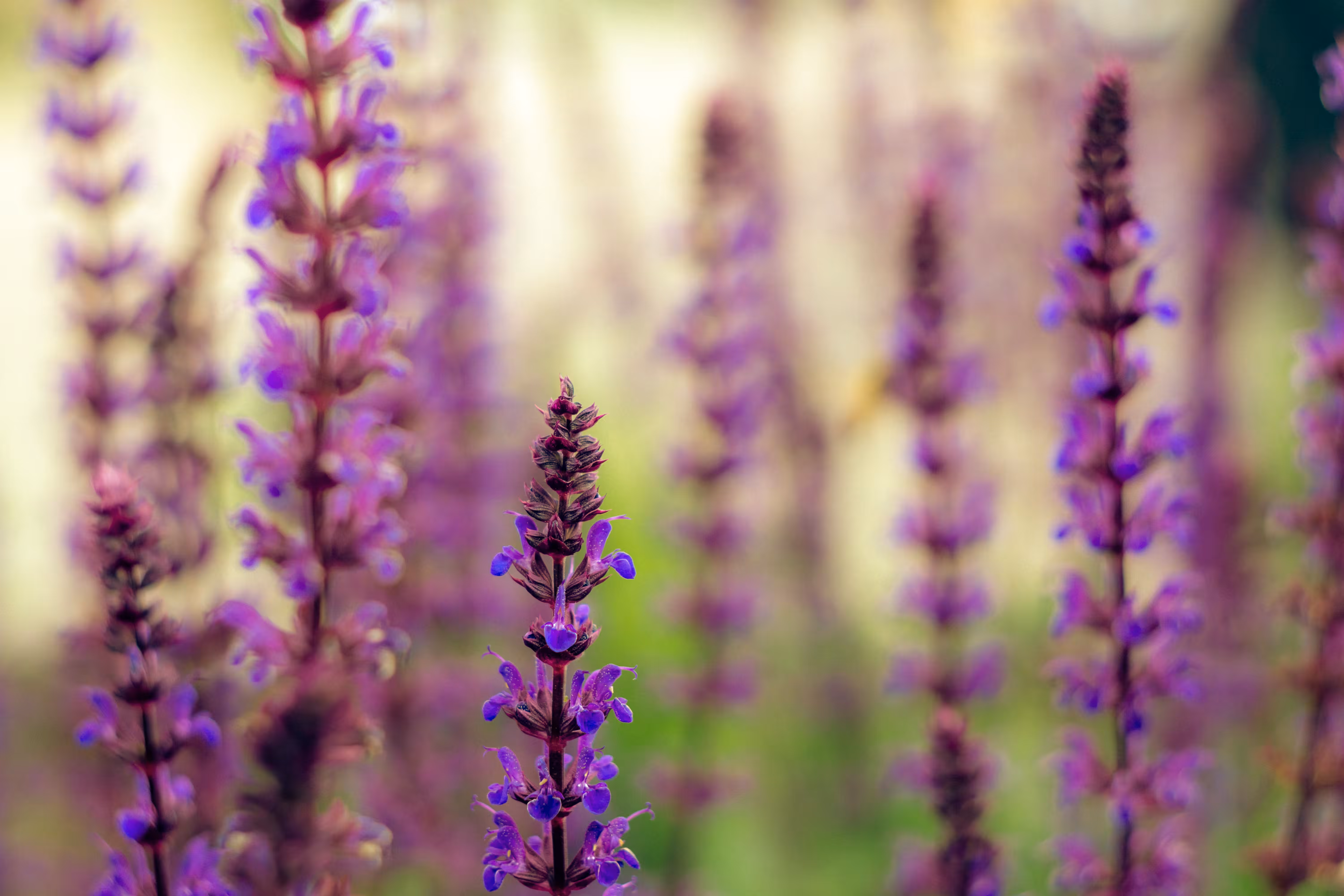 Night Salvia