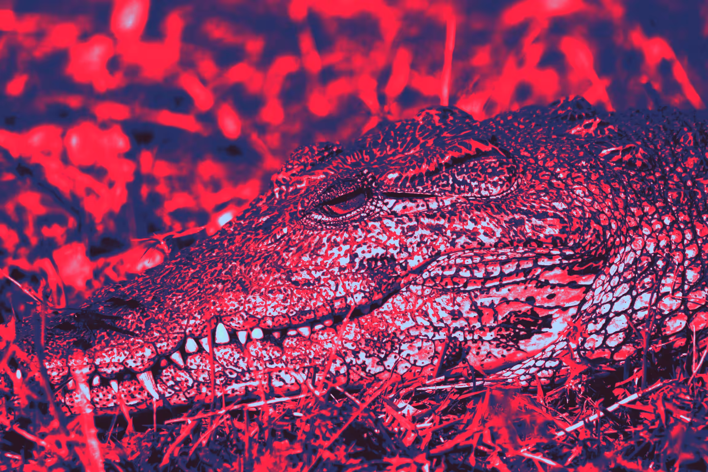 Red alligator 