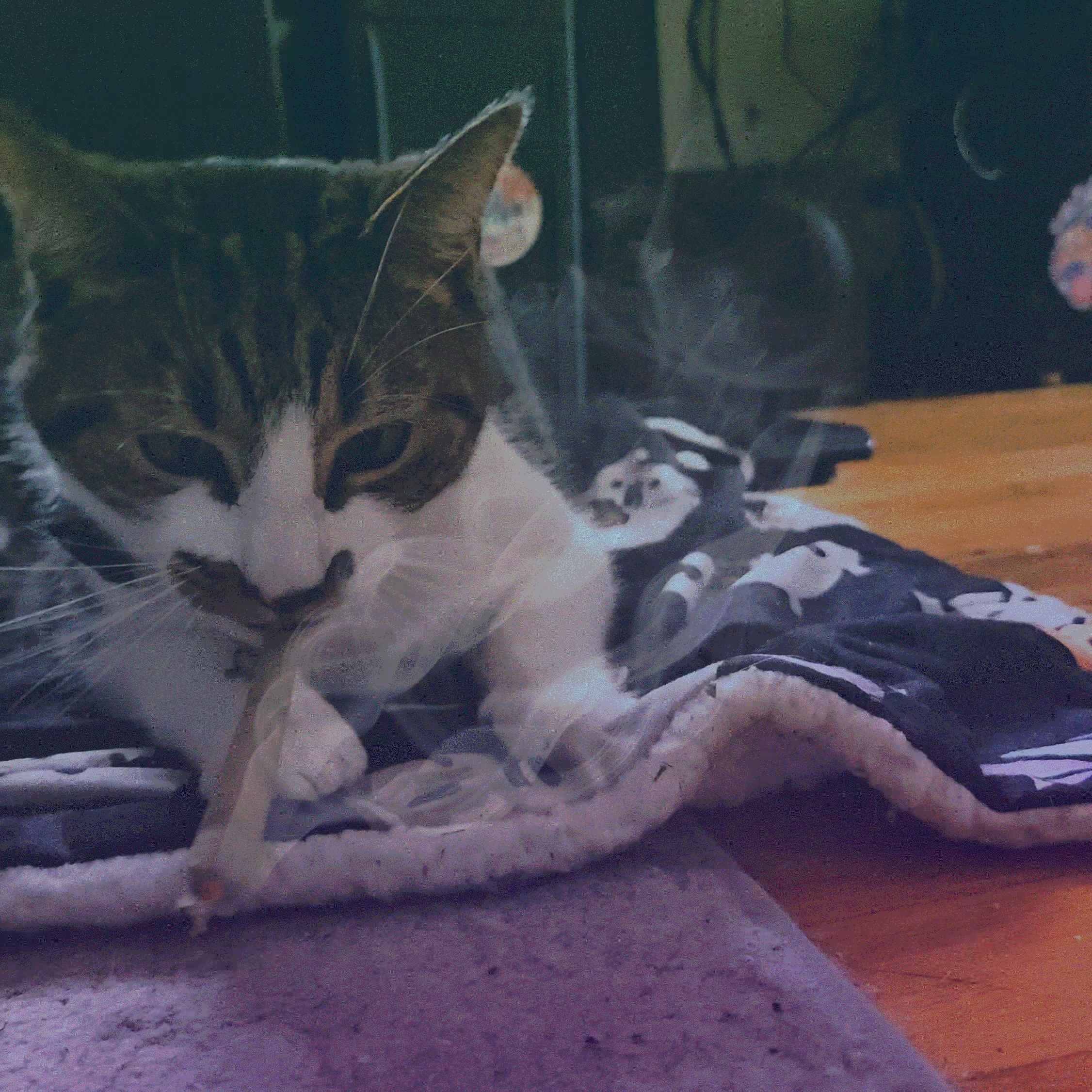 meowijuana