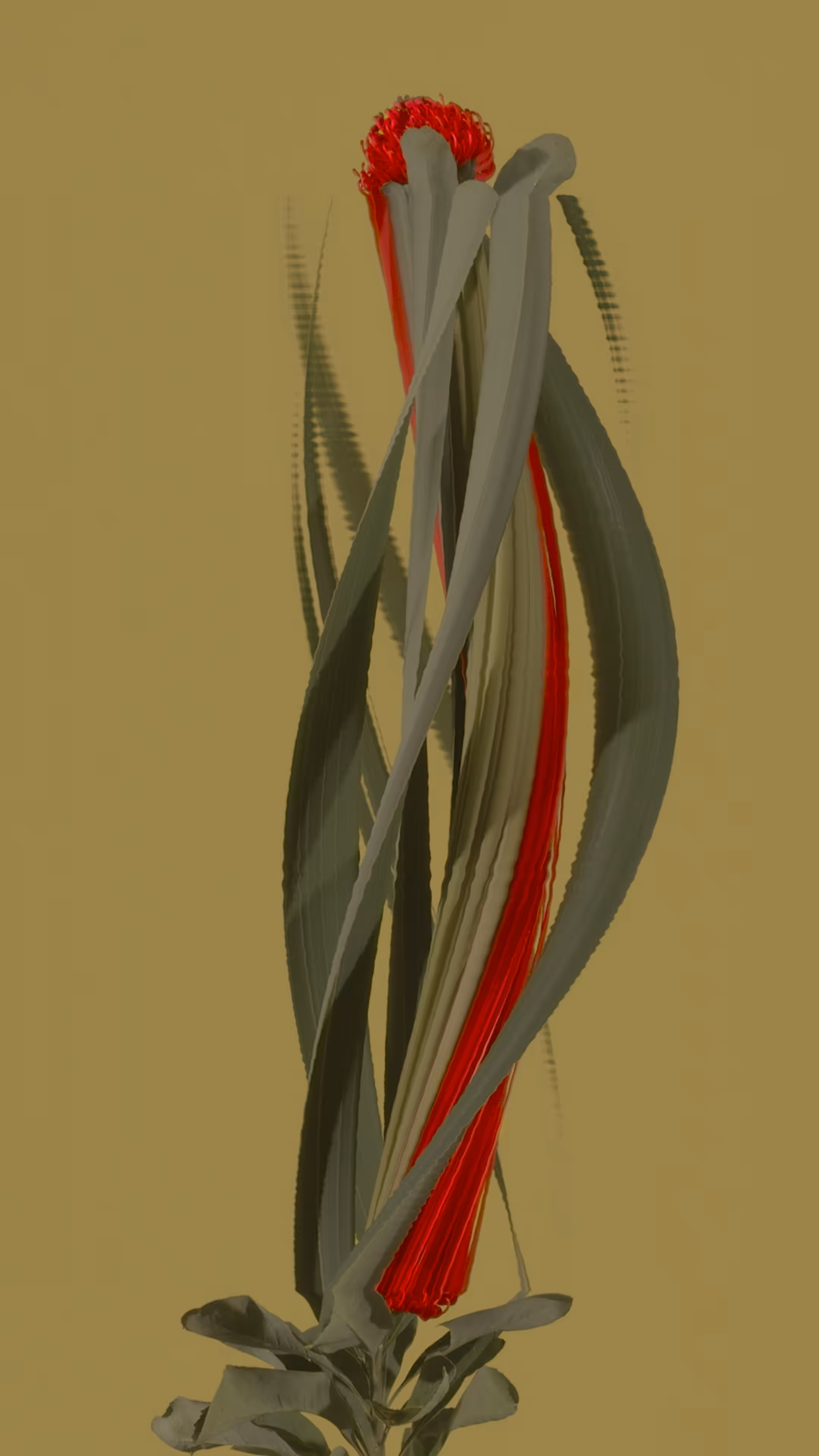 Waratah, still